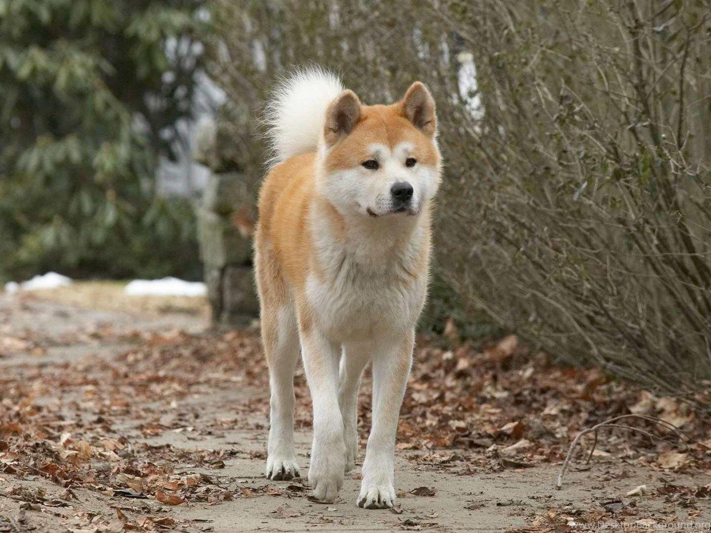 1400x1050 Akita Dogs HD Wallpaper Of Japanese .