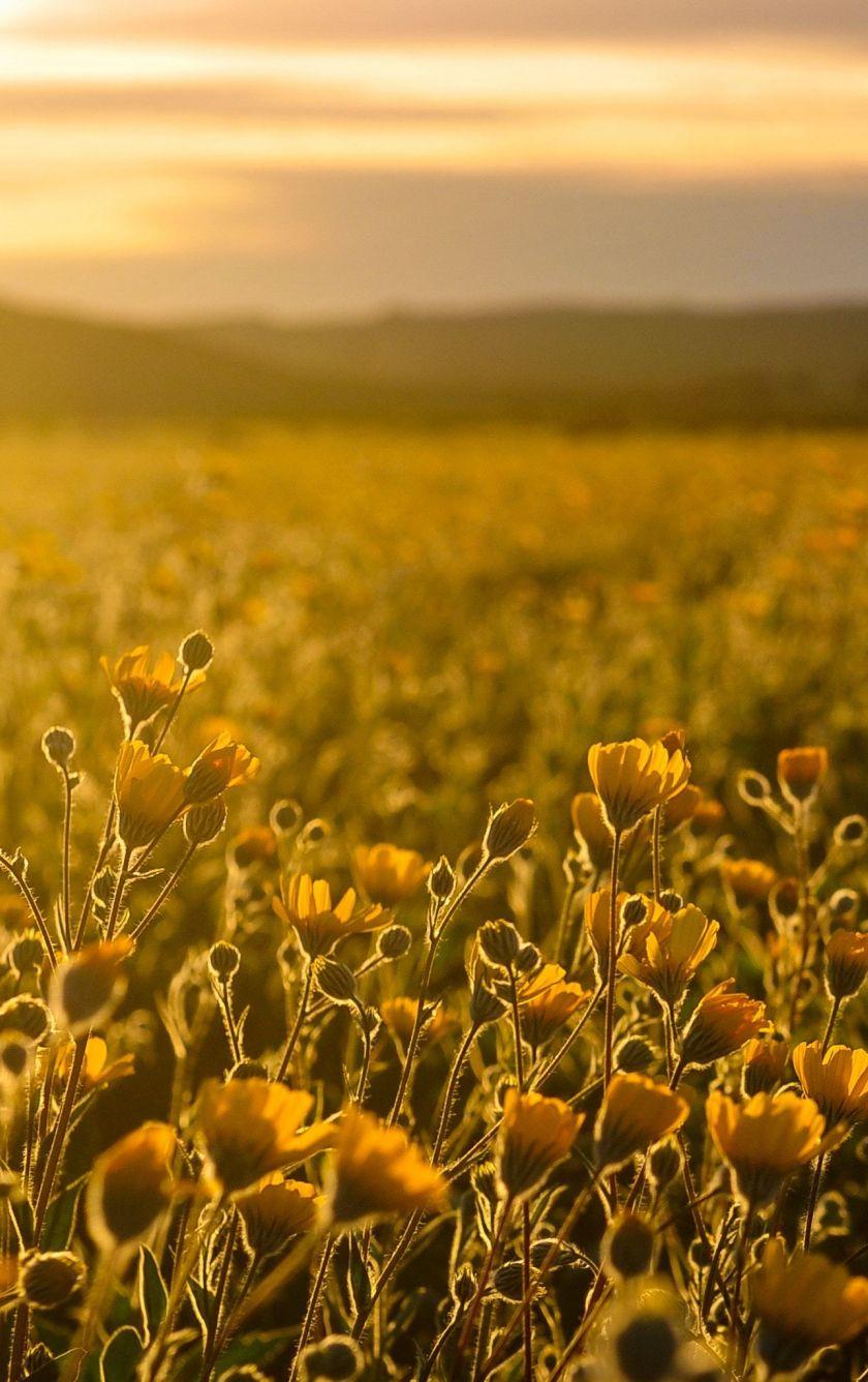 Meadow Sunrise Wallpapers - Top Free Meadow Sunrise Backgrounds ...