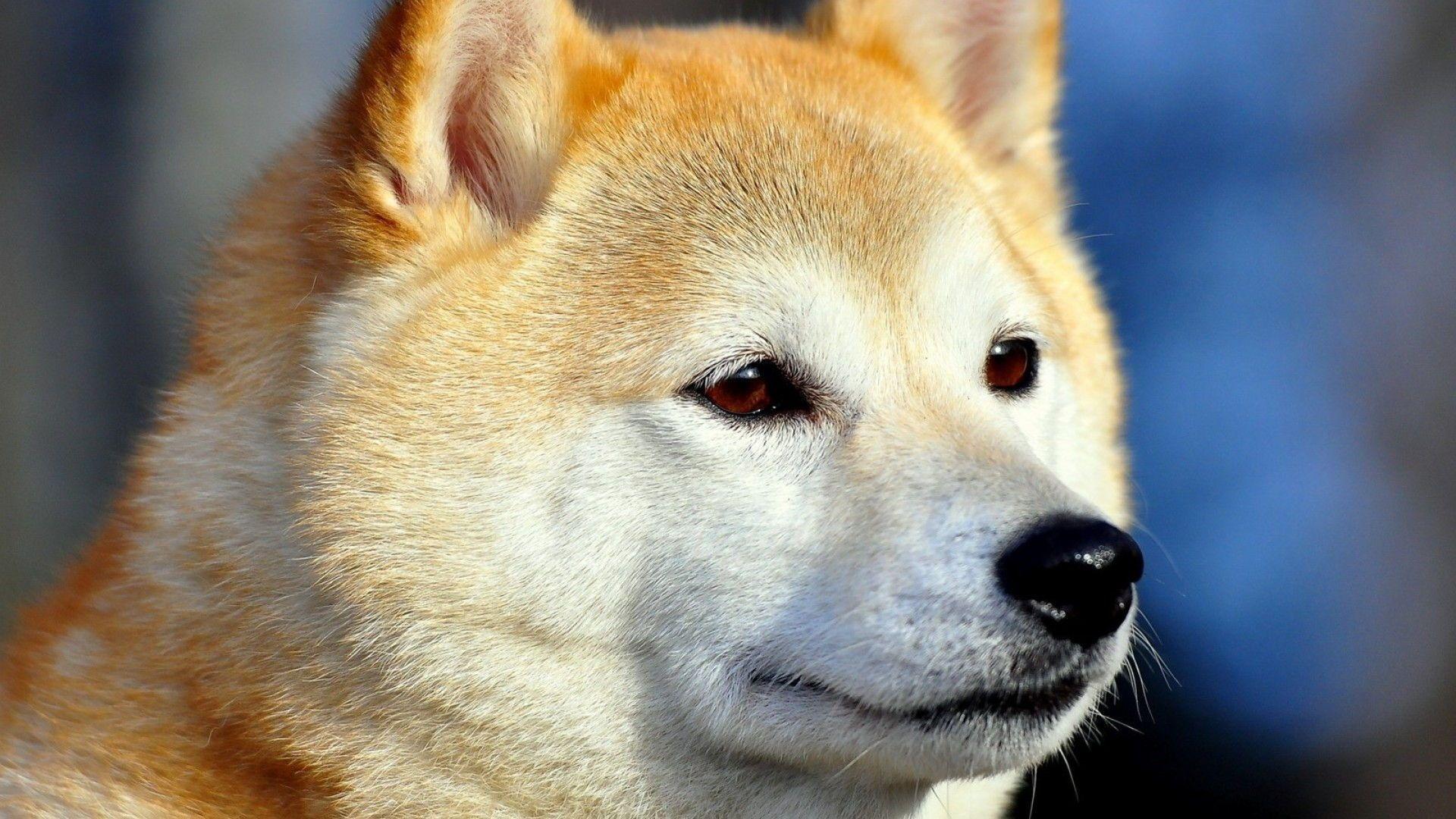 1920x1080 Free download Akita Inu Wallpaper HD .