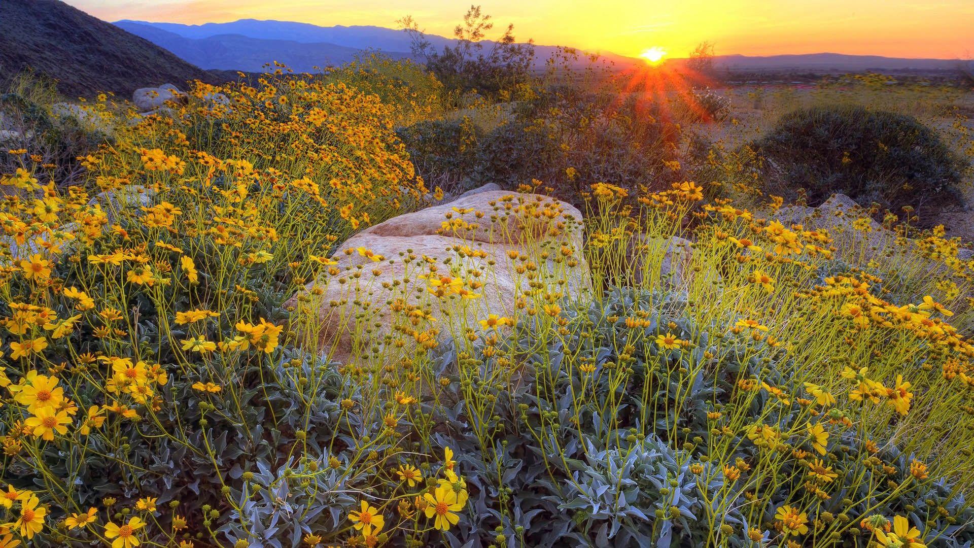1920x1080 Lovely Meadow Wallpaper -