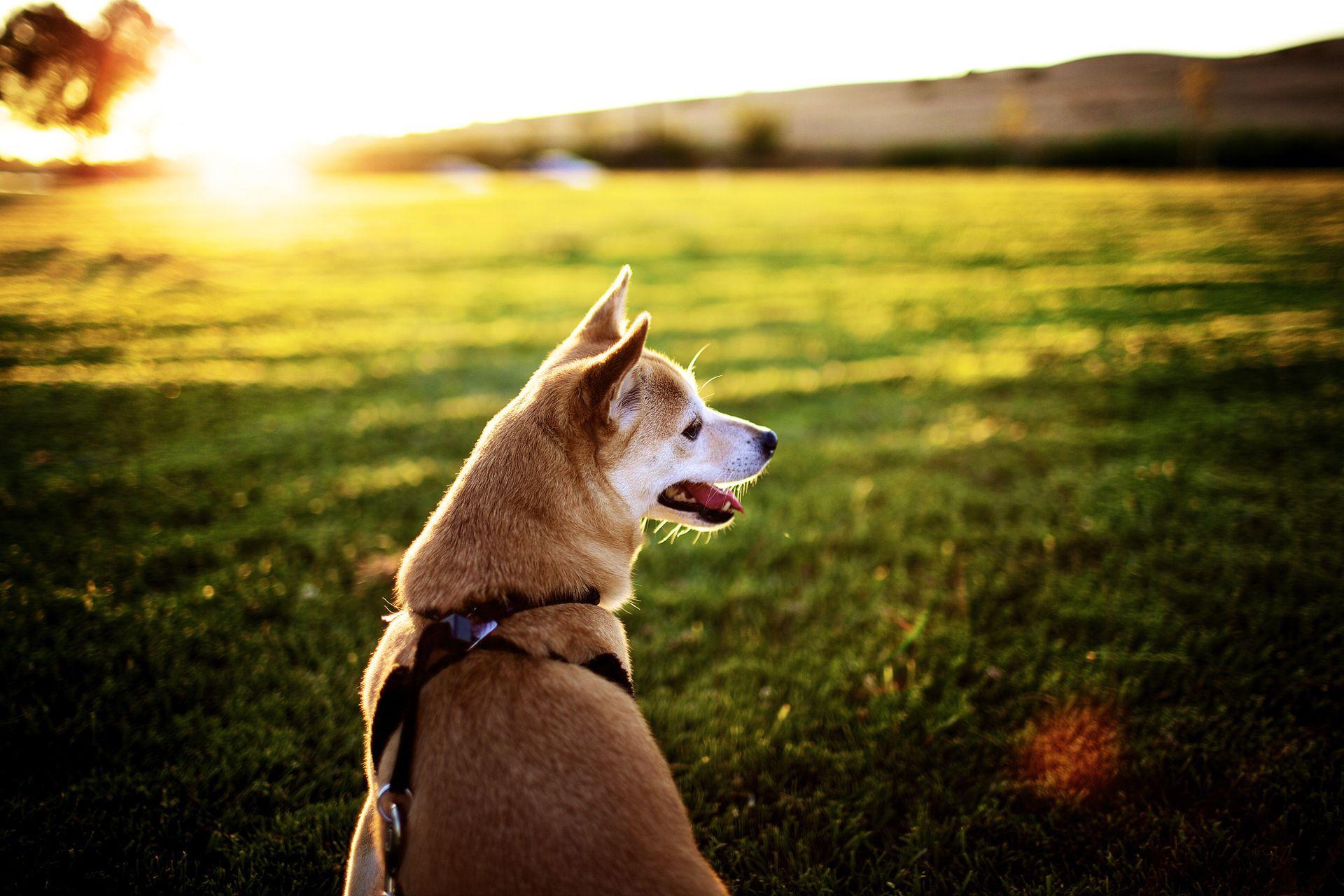 1920x1280 Beautiful Akita Inu on the grass .