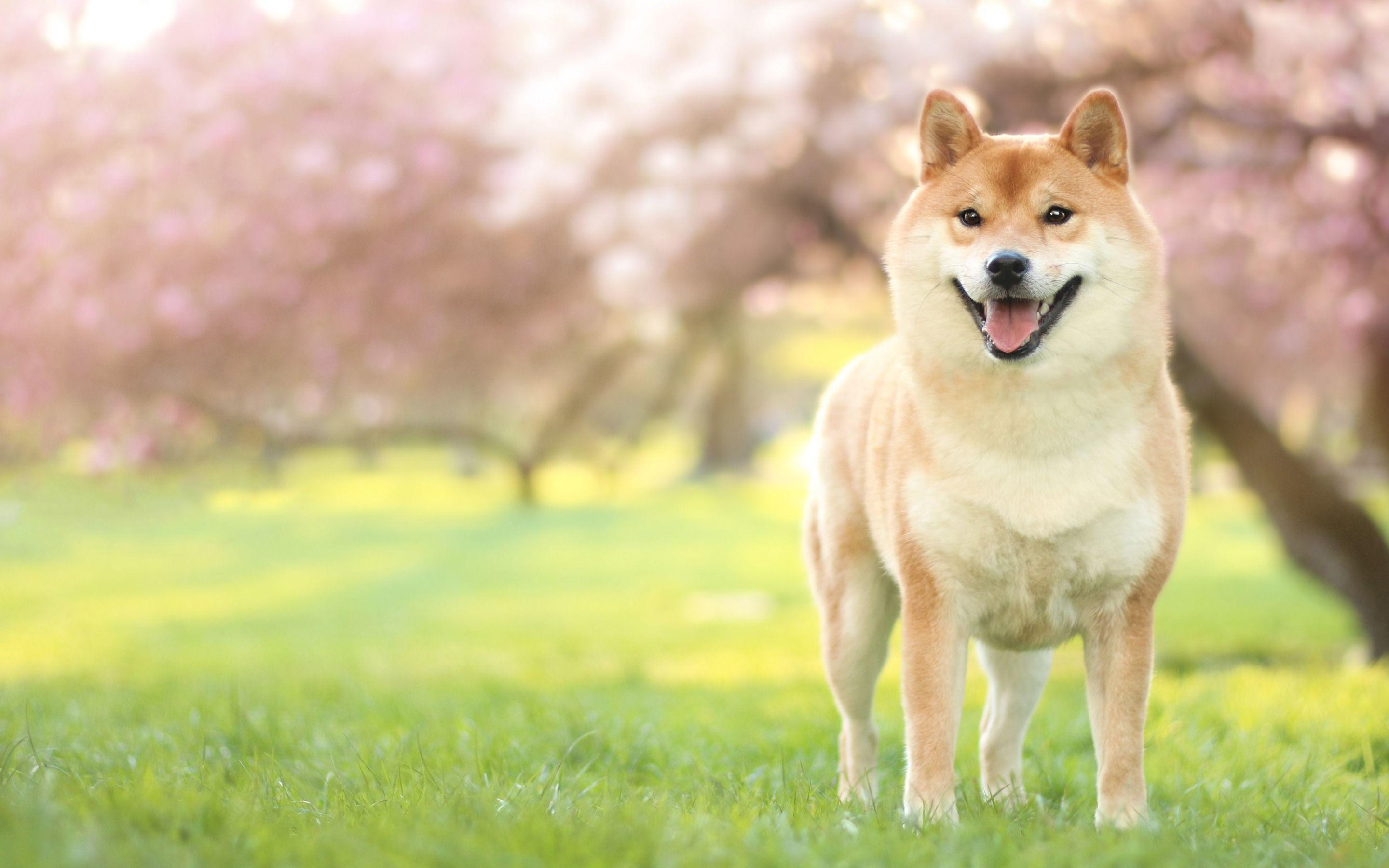 2880x1800 cute animals, Akita Inu Dog .
