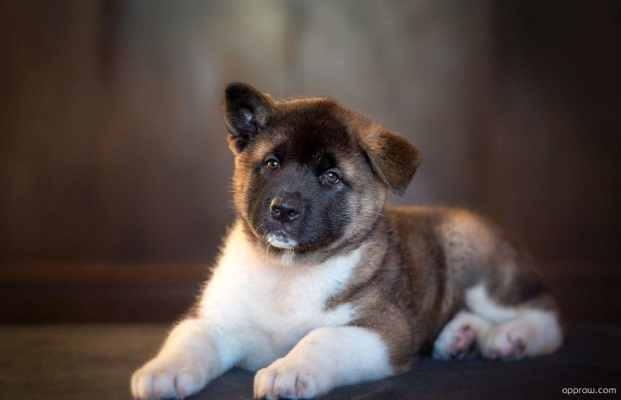 1240x800 Japanese Akita Cute .