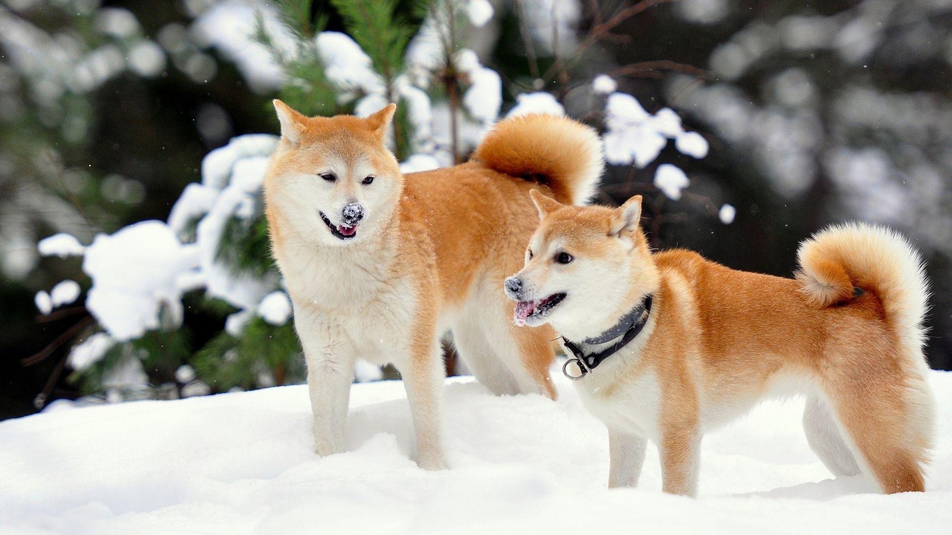 1920x1080 Akita Wallpaper on .