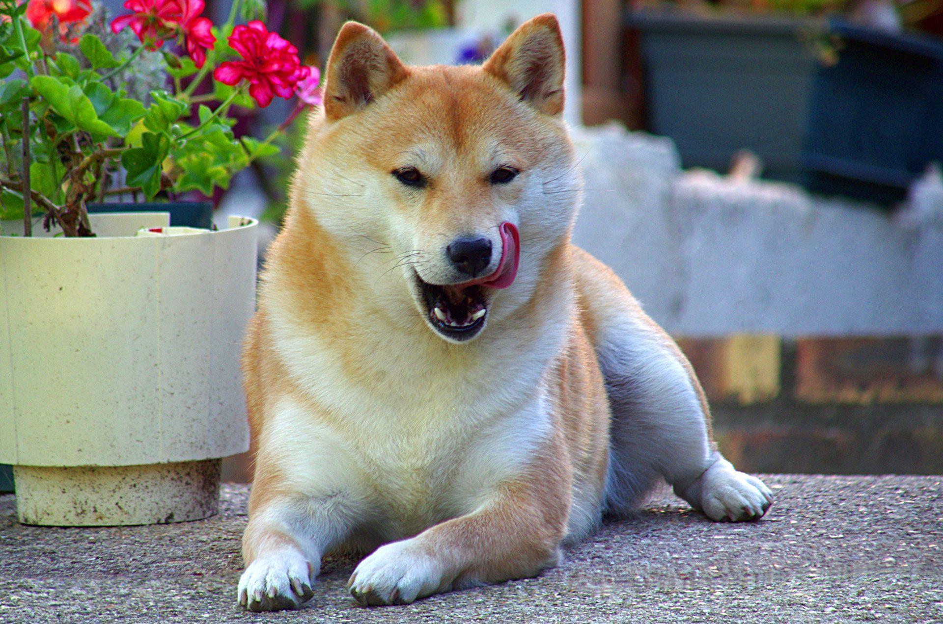 1920x1272 Akita Inu Dog Wallpaper