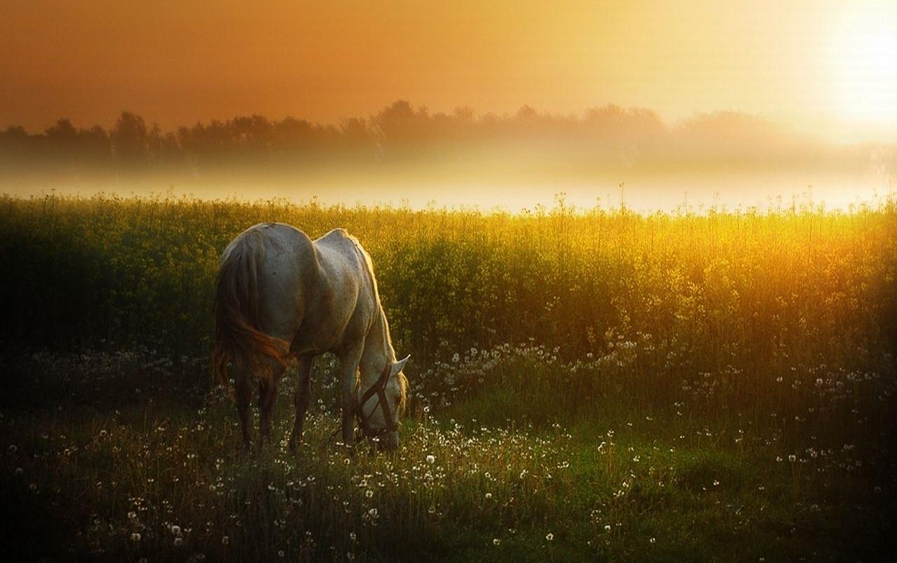 1280x804 Sunset