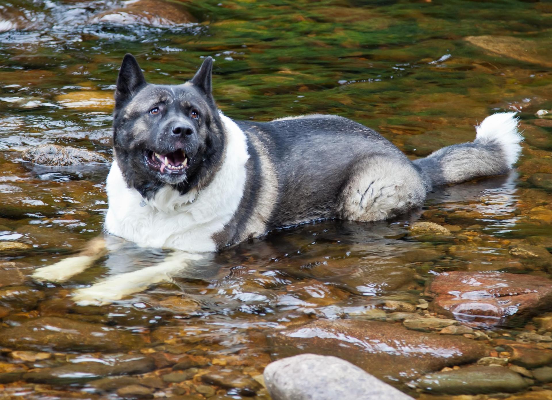 1920x1390 Akita Wallpaper