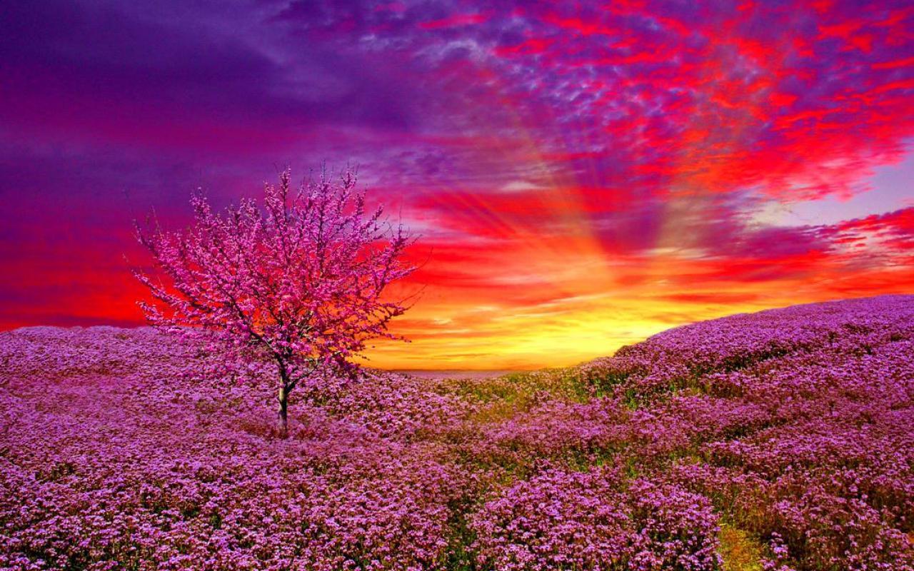 Meadow Sunrise Wallpapers - Top Free Meadow Sunrise Backgrounds ...