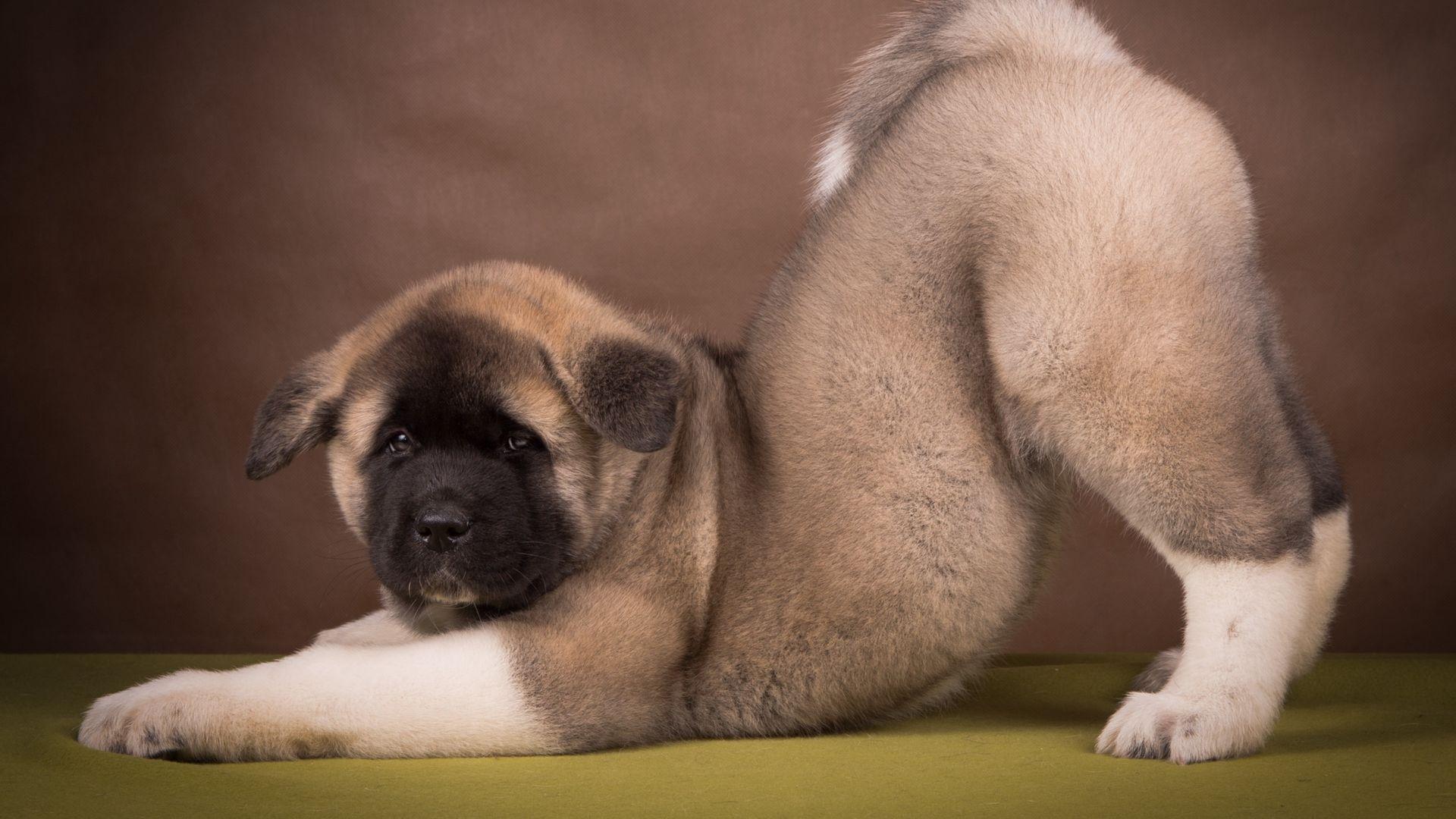 1920x1080 American, Akita, Puppy, Funny .