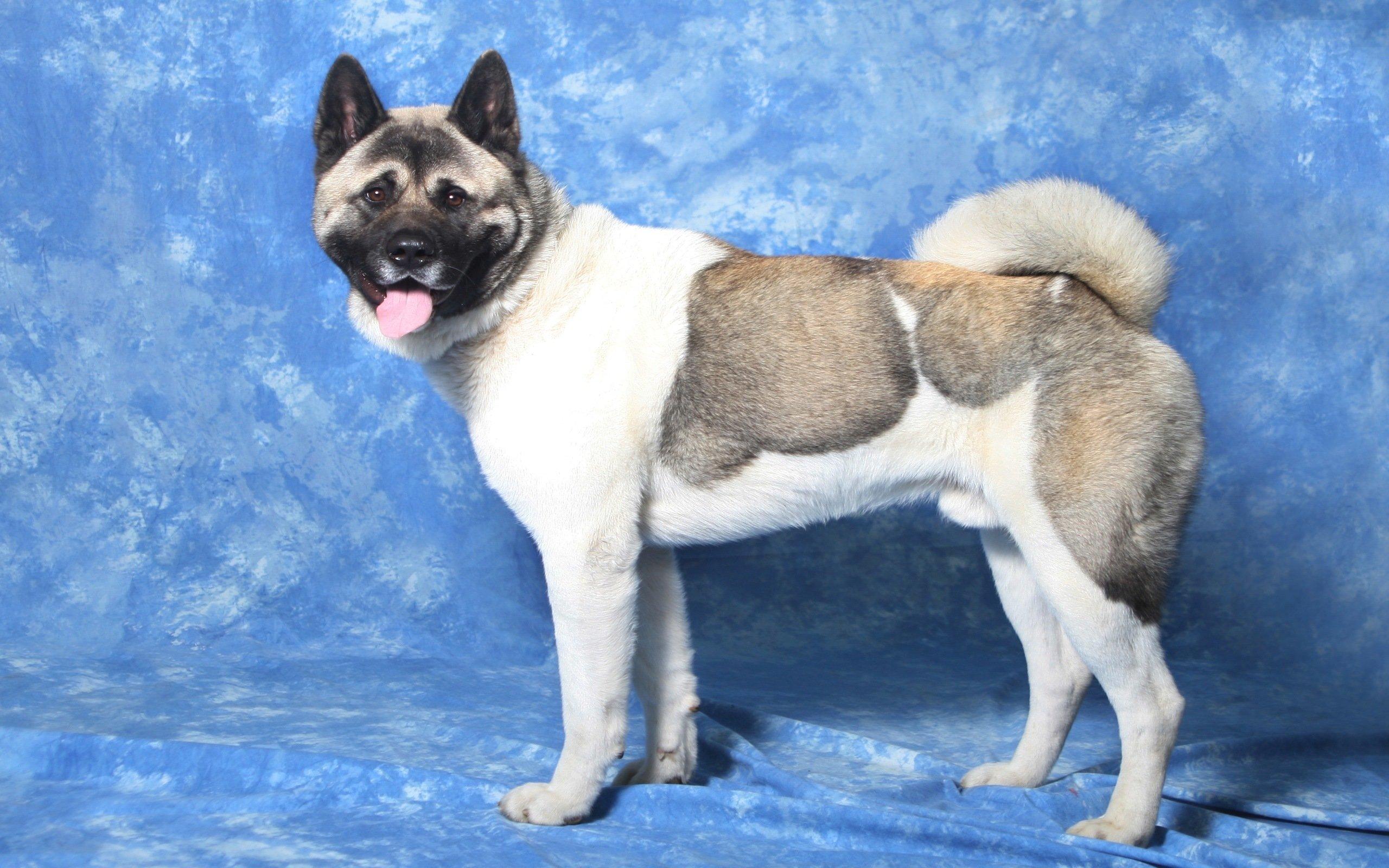 2560x1600 Akita wallpaper HD for desktop
