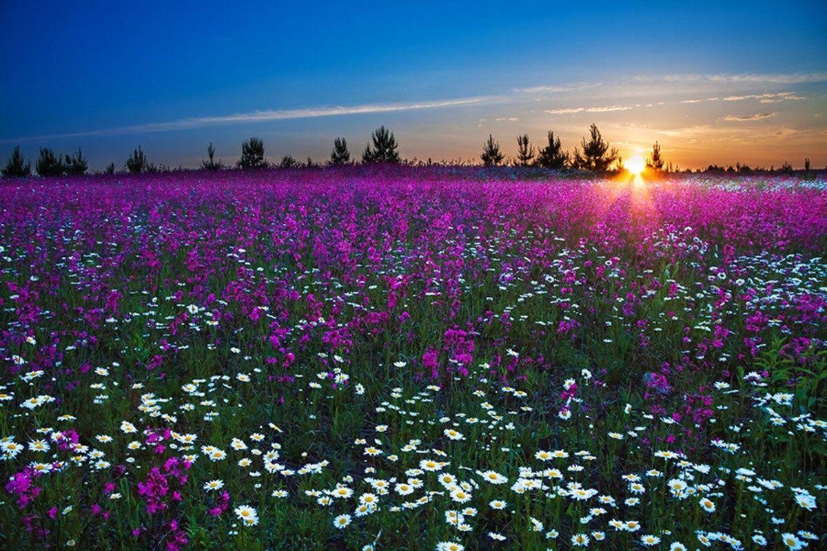 1200x800 Sunrise Meadow Wall Mural. Murals Your Waymuralsyourway.com · In stock