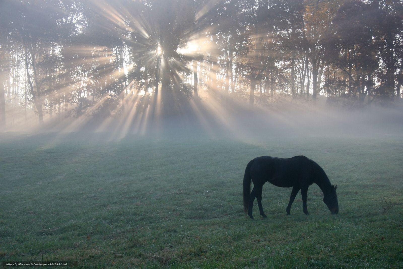 1600x1067 Wallpaper Horse, Sunrise, Meadow, Trees .gde