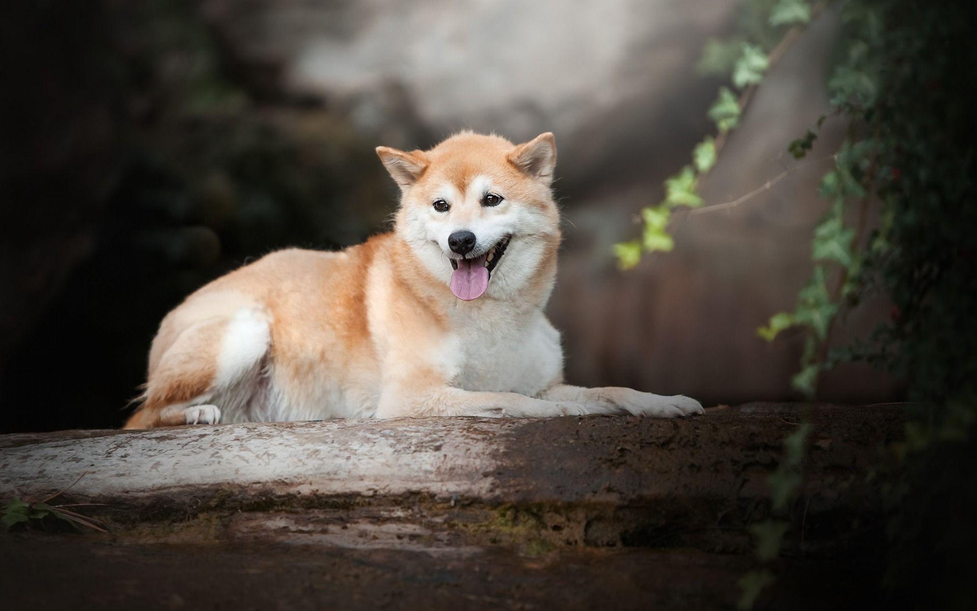 1920x1200 Download wallpaper Akita Inu, big .