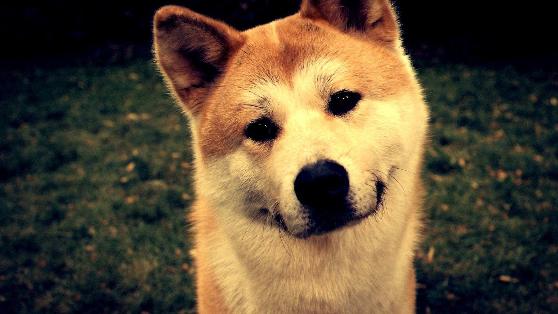 1920x1080 Looking At Viewer Dog Shiba Inu .itl.cat