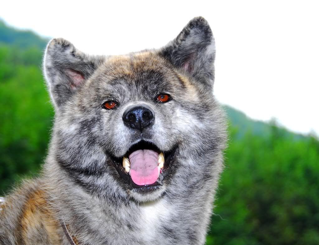 1024x787 Brindle Akita Inu photo. Akita dog .com