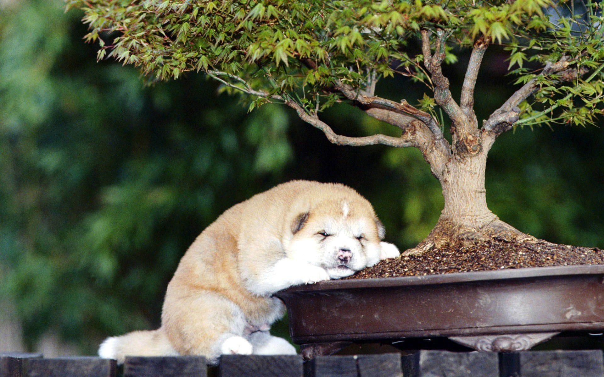 1920x1200 Free download American Akita HD Desktop .