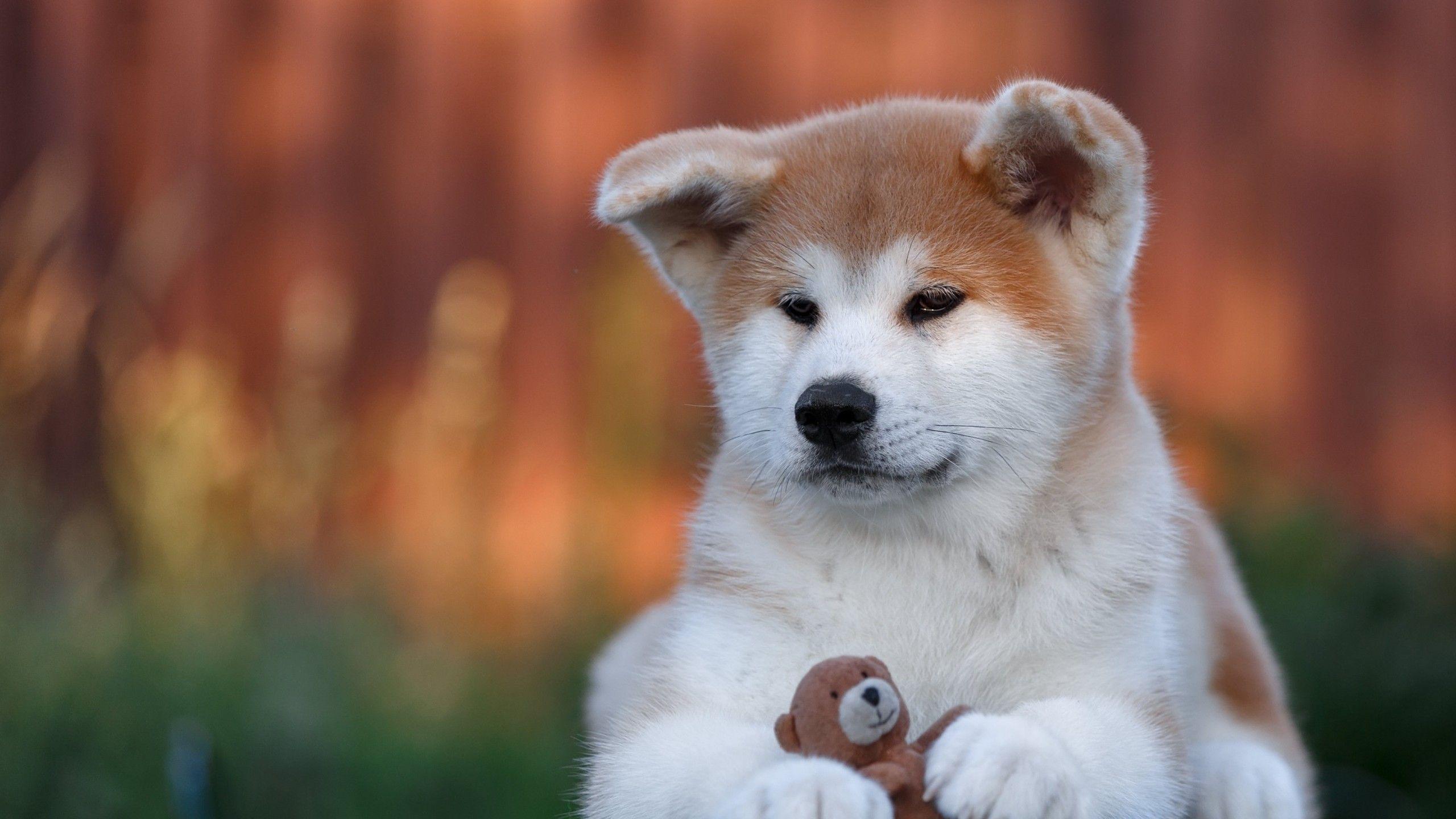 2560x1440 Akita Desktop Wallpaper