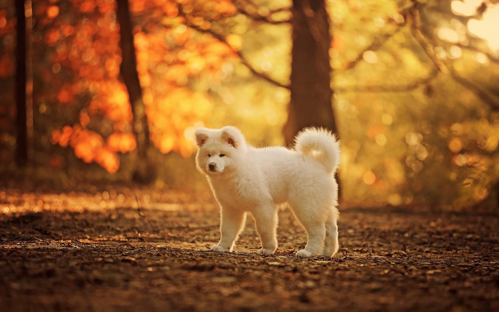 1680x1050 Akita wallpaper 1680x1050 desktop .