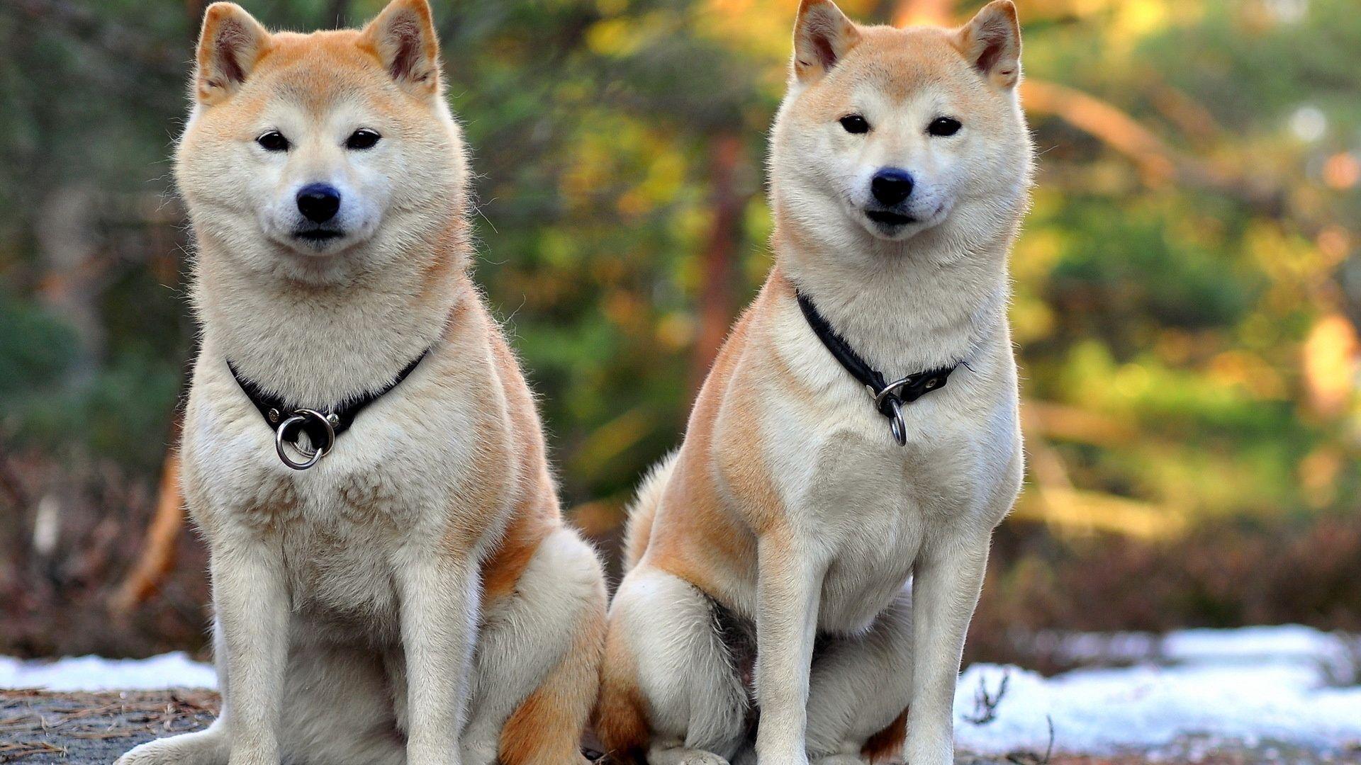 1920x1080 Akita, inu, Dog, Couple, Beautiful .