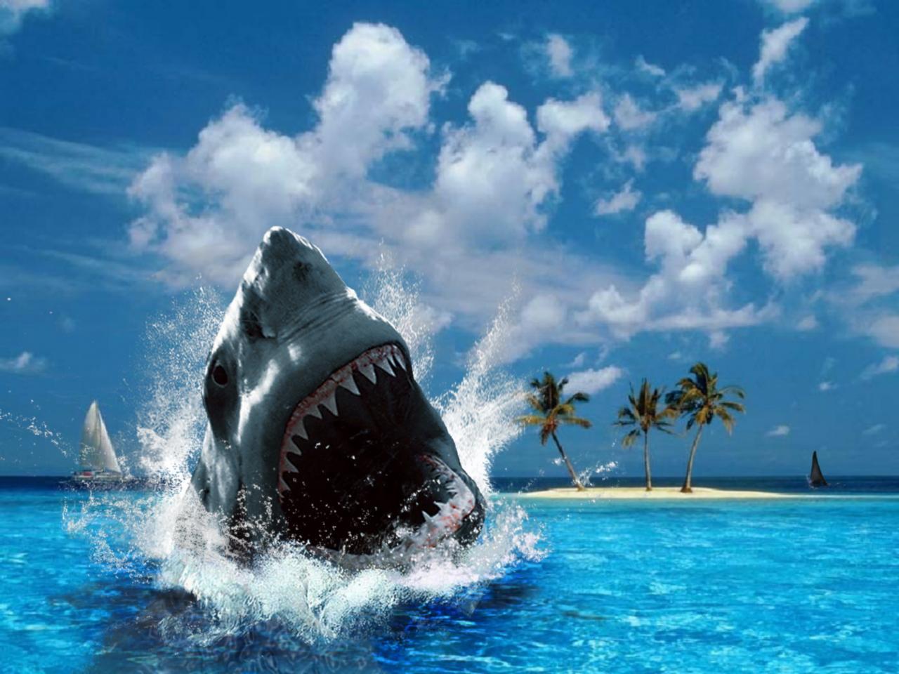 1280x960 Free download Shark Wallpaper with sea .