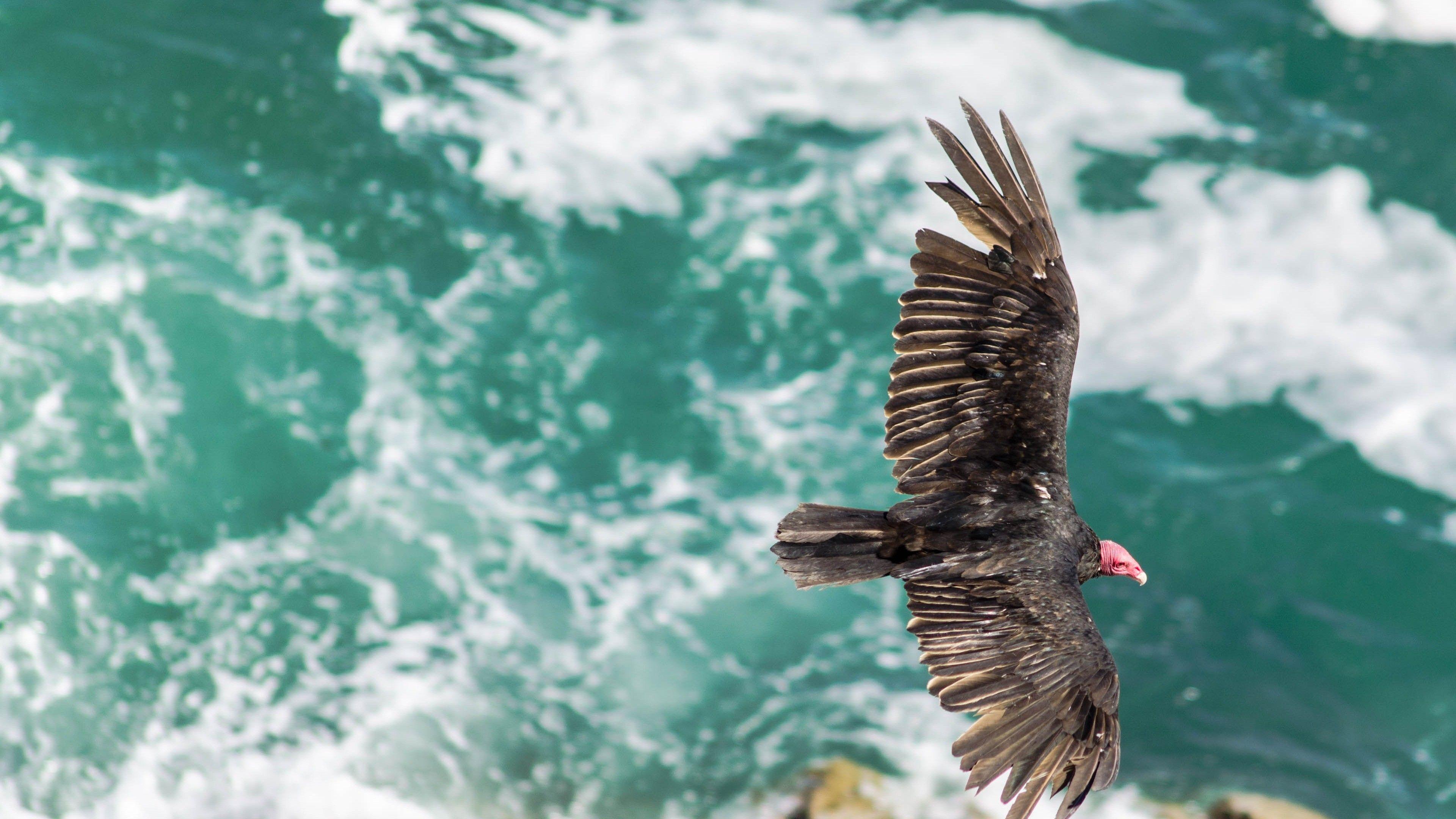 3840x2160 Black Bird Flying Over The Ocean 4k .itl.cat