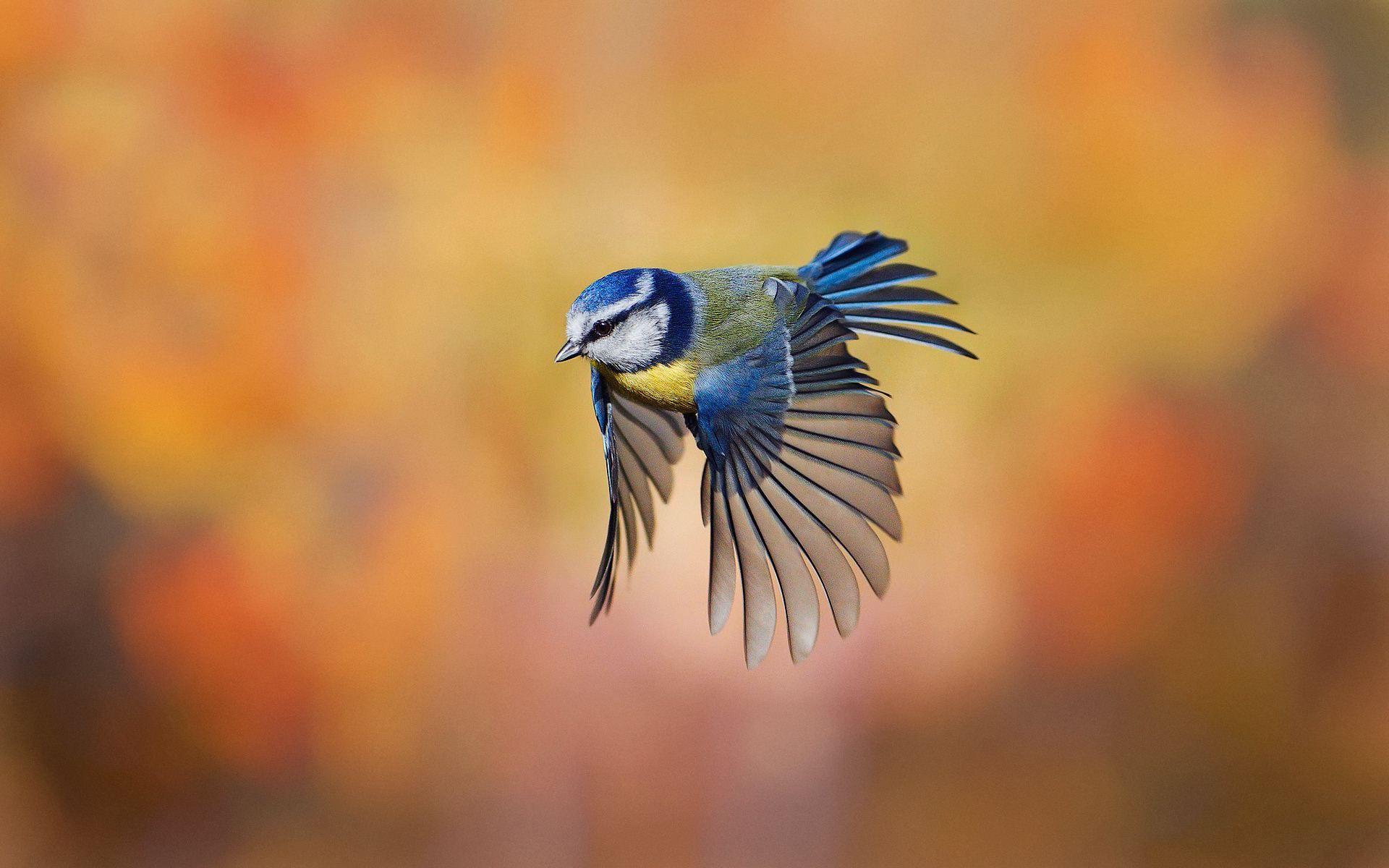 1920x1200 Flying Wallpaper .
