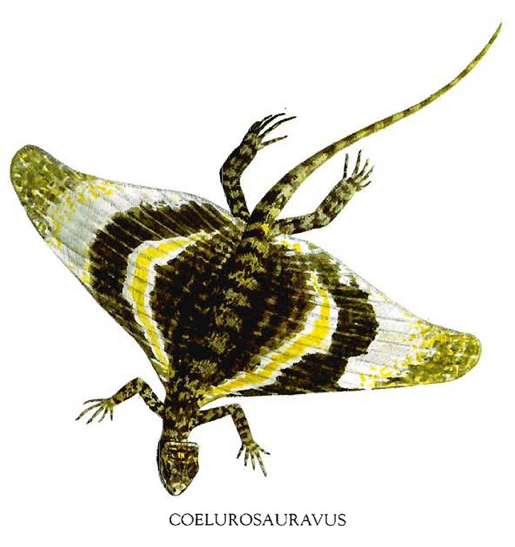 1017x1080 Coelurosauravus Flying Butterfly Lizard .ayay.co.uk