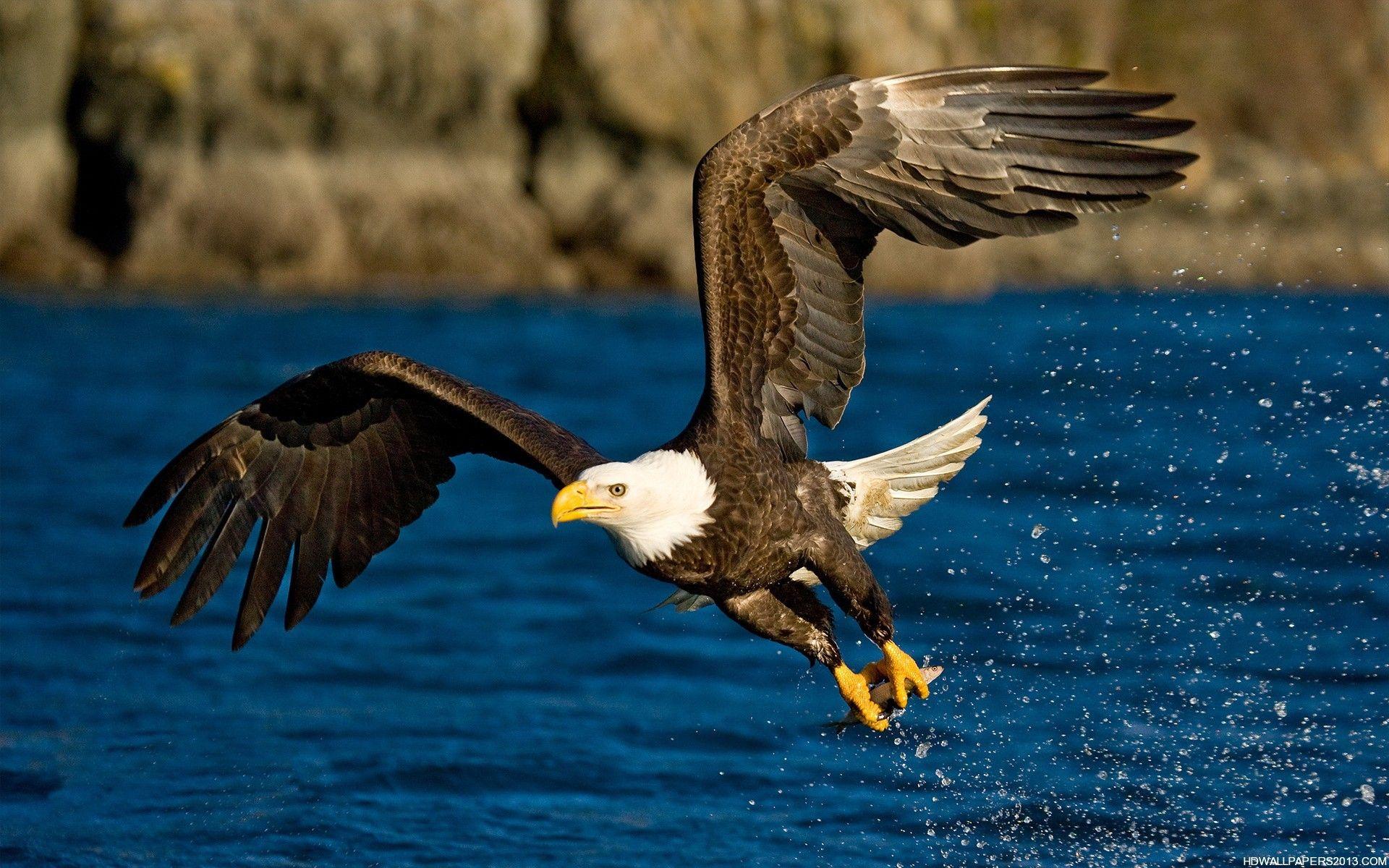 1920x1200 Flying Wallpaper .