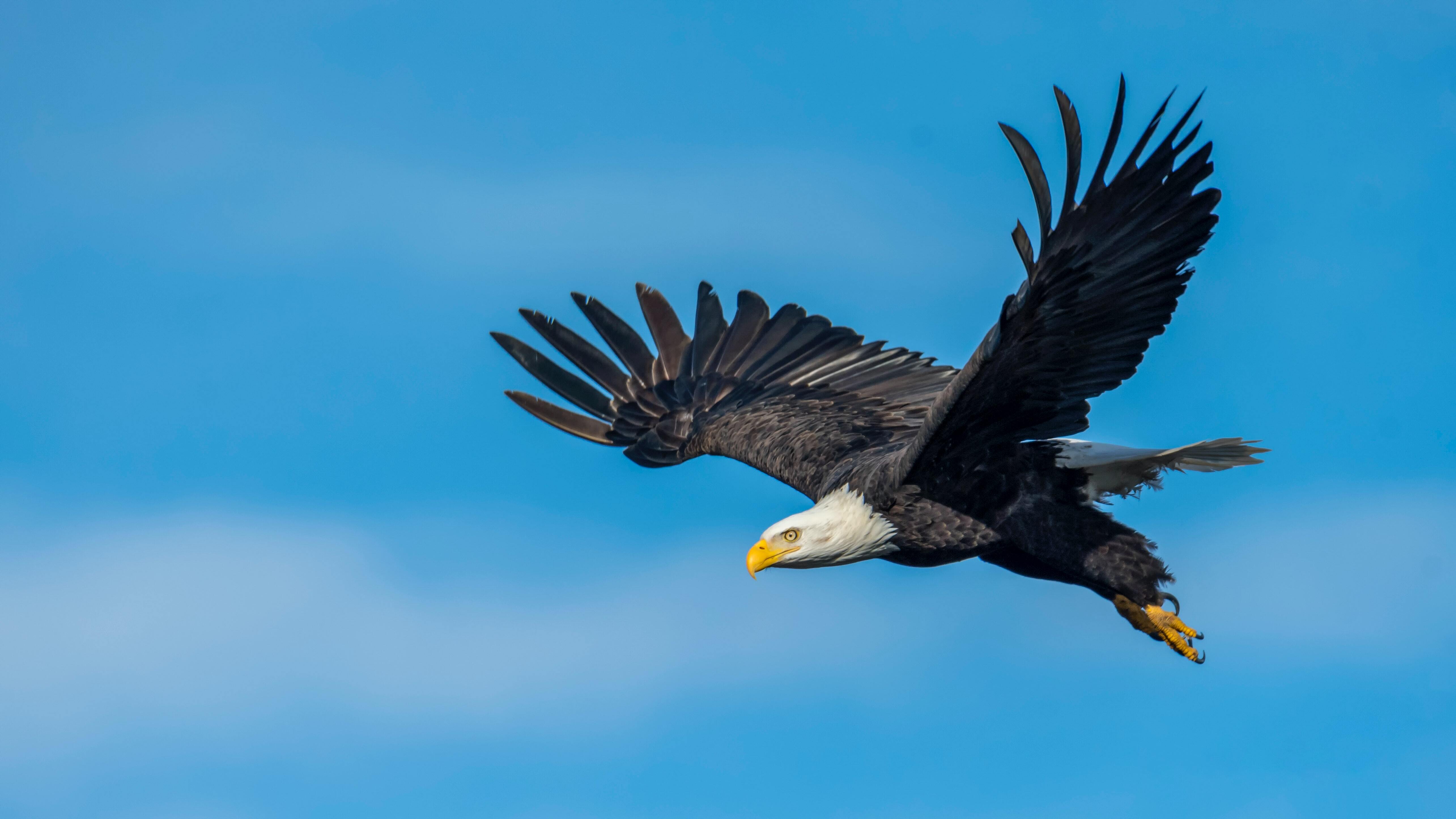 5139x2891 Egal is Flying in Sky. Wallpaper