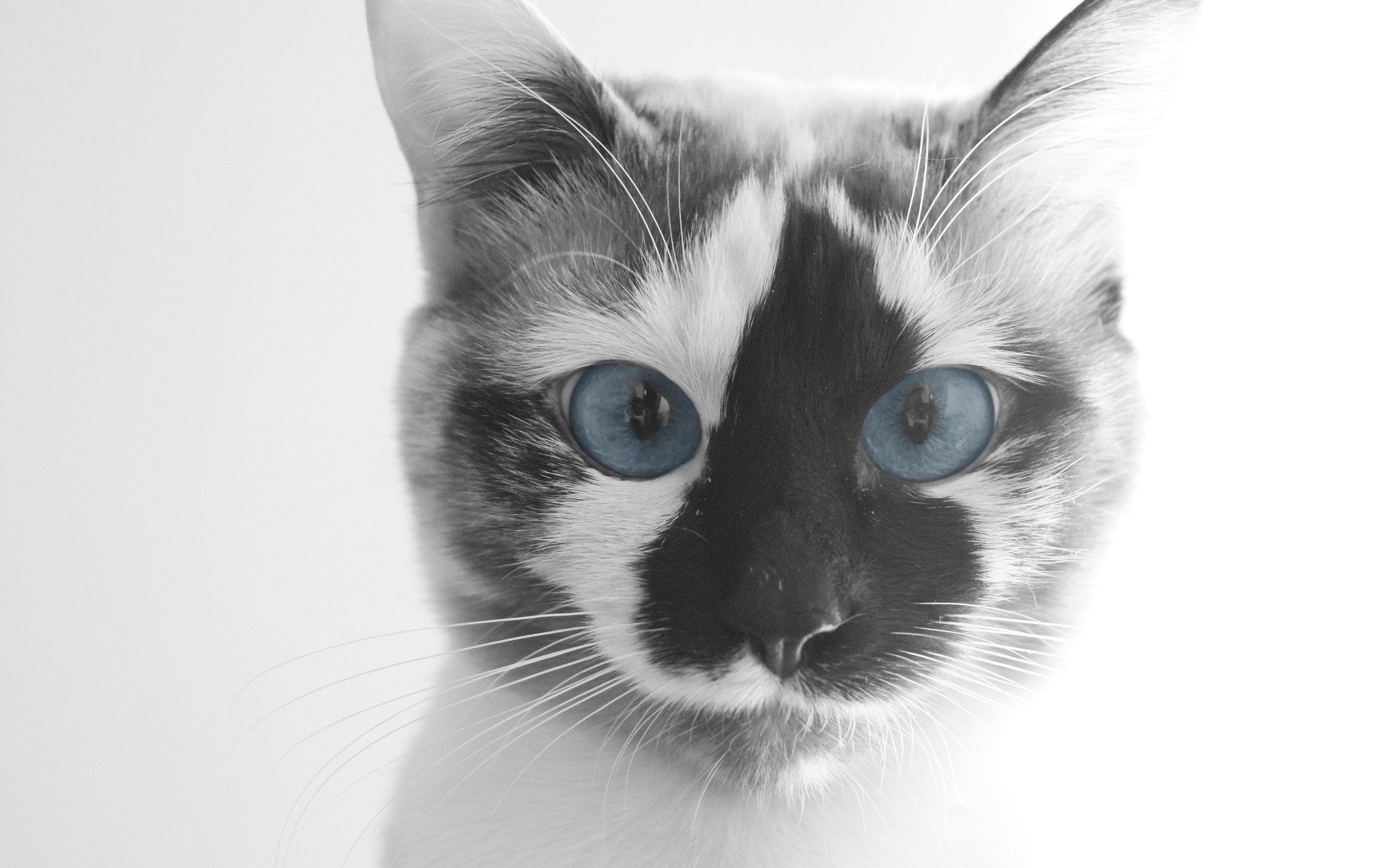 2560x1600 Cat Faces