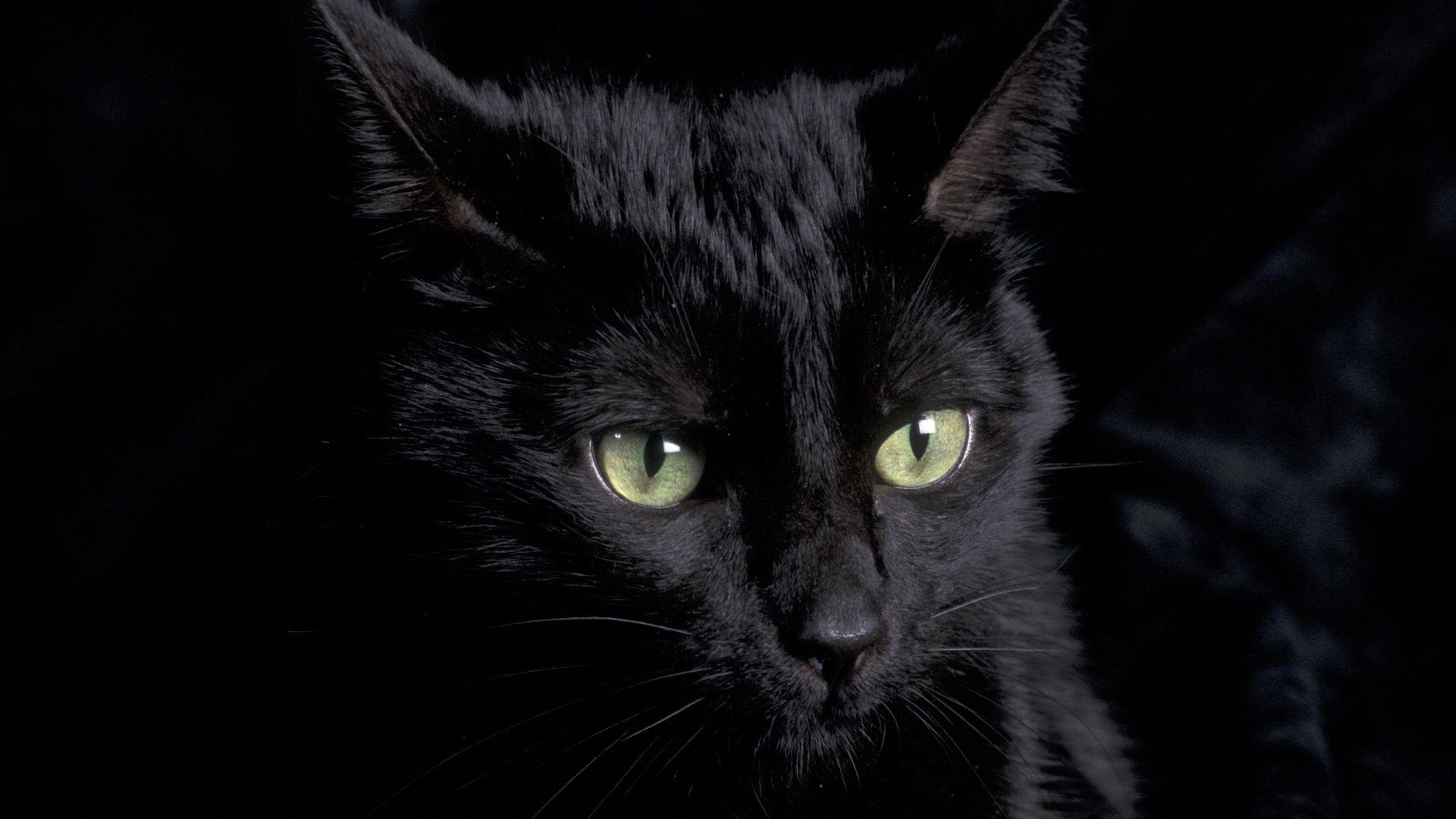 1920x1080 Black Cat Face Drawing .itl.cat