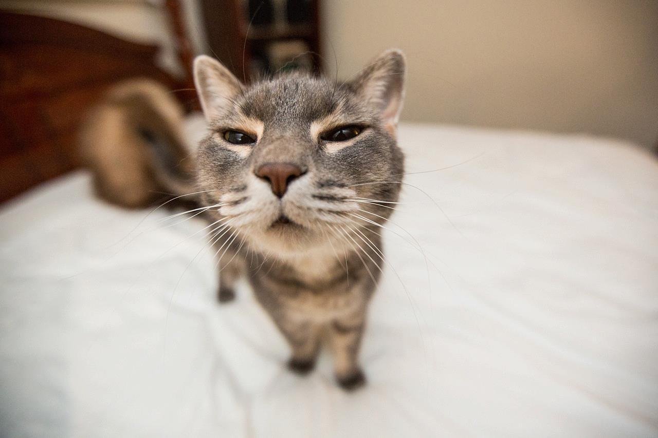1280x853 funny face cat Desktop Wallpaper .hddesktopwallpaper.in