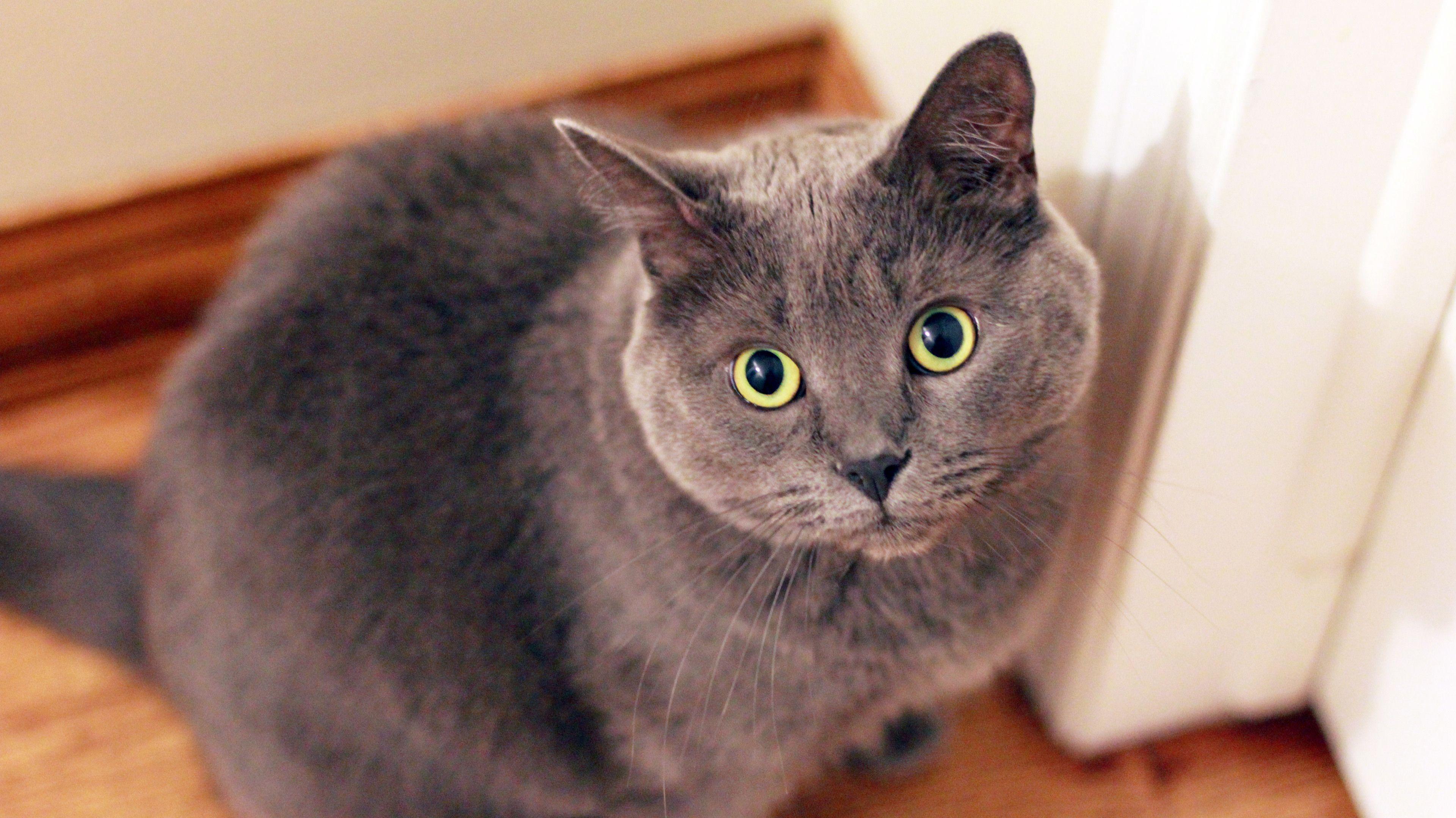 Cat Face Wallpapers - Top Free Cat Face Backgrounds - WallpaperAccess