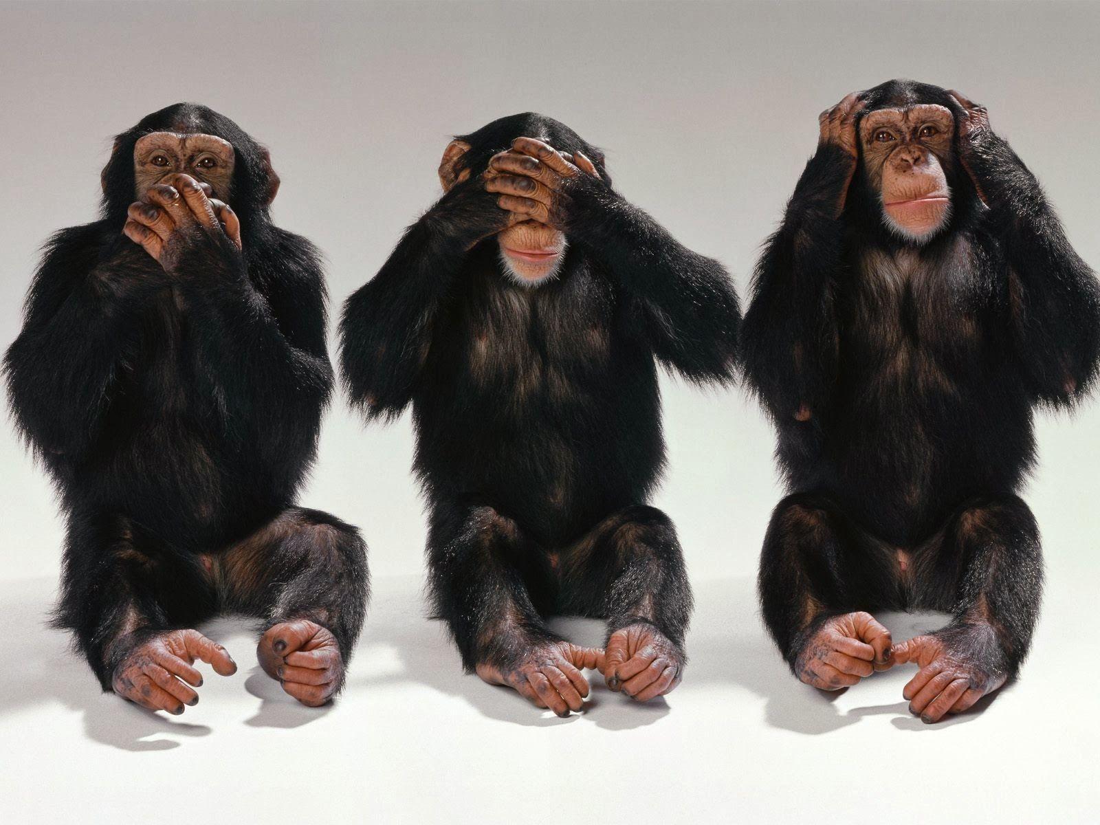1600x1200 Three Black Monkey Wallpaperjijie Avantagepointofalady.