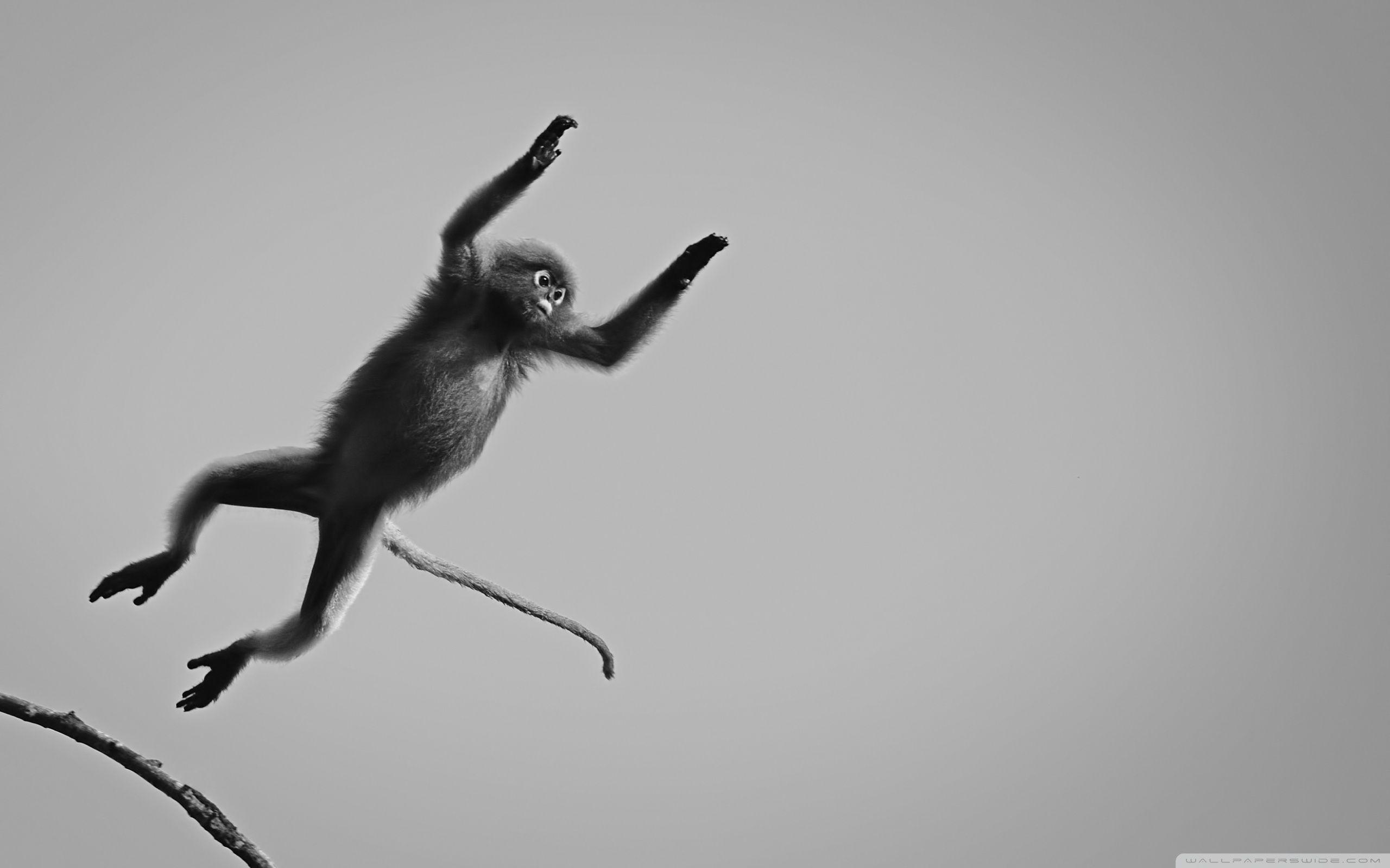 Black Monkey Wallpapers - Top Free Black Monkey Backgrounds