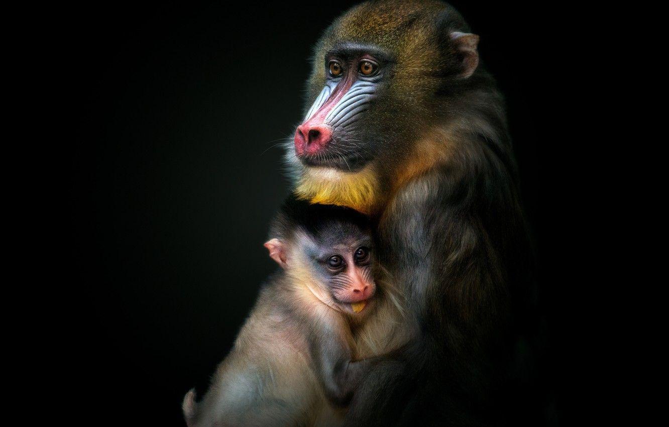 1332x850 Wallpaper monkey, monkey, cub, black .