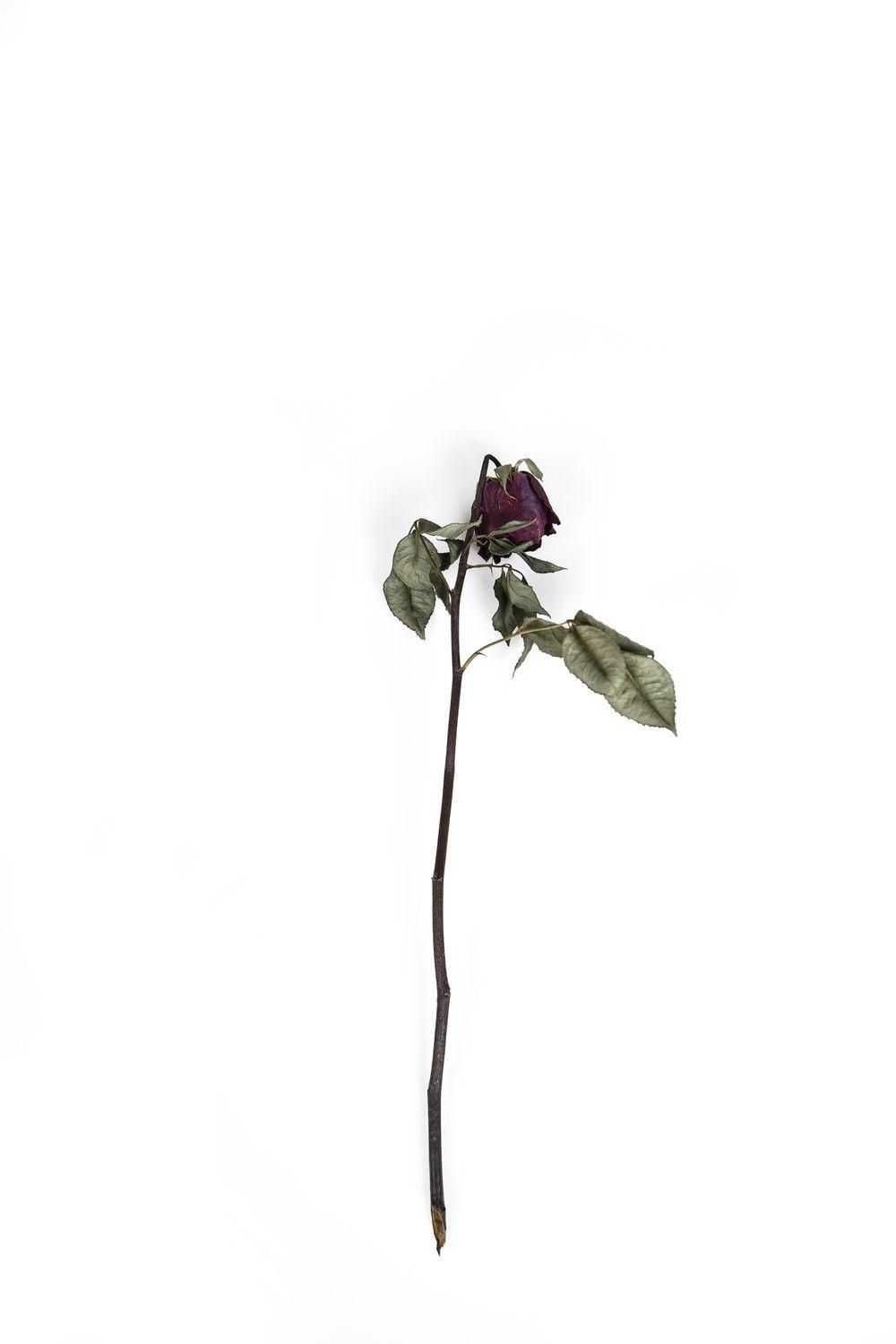 1000x1500 red rose flower photo