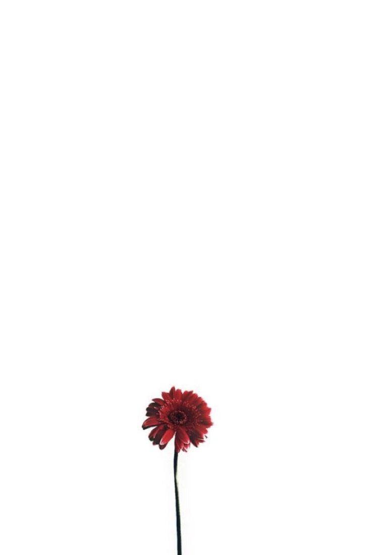 730x1100 Minimalist Flower White Wallpaper .