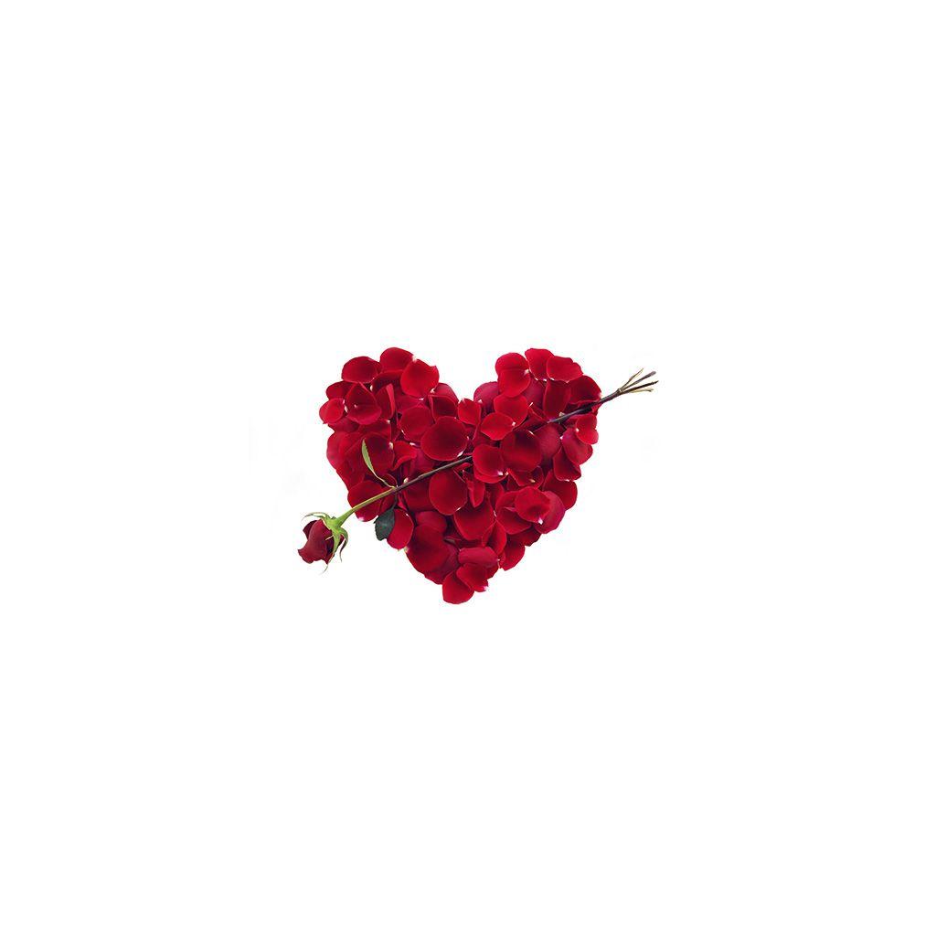 1024x1024 Rose Love Valentine Minimal Red .
