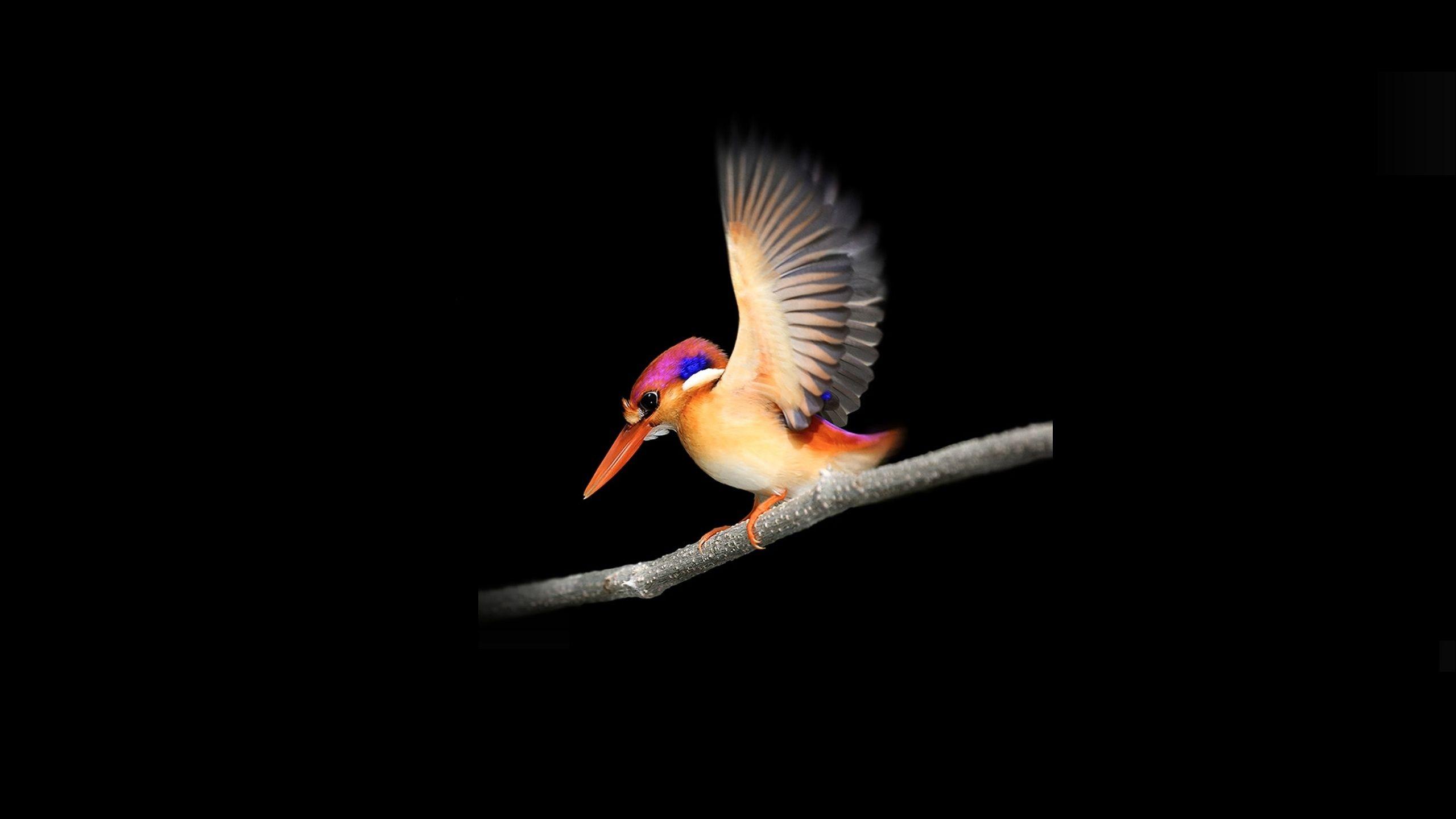 2560x1440 Download 2560x1440 wallpaper woodpecker .