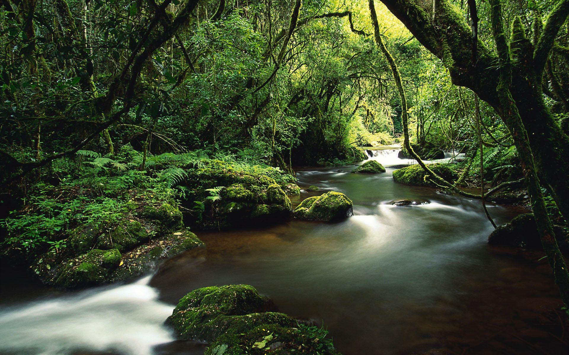 1920x1200 Trees River Lianas Moss Jungle