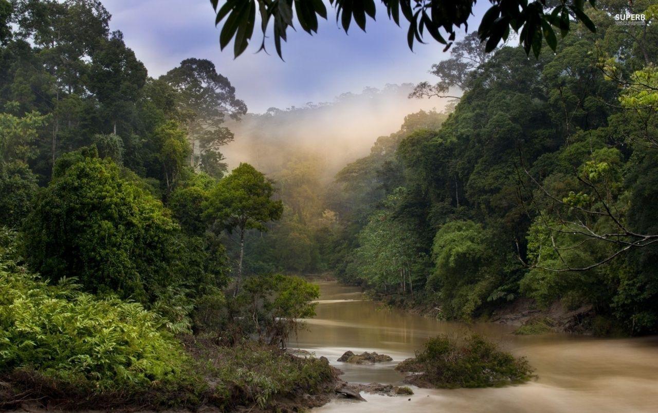 1280x804 Jungle River & Foggy wallpaper .com