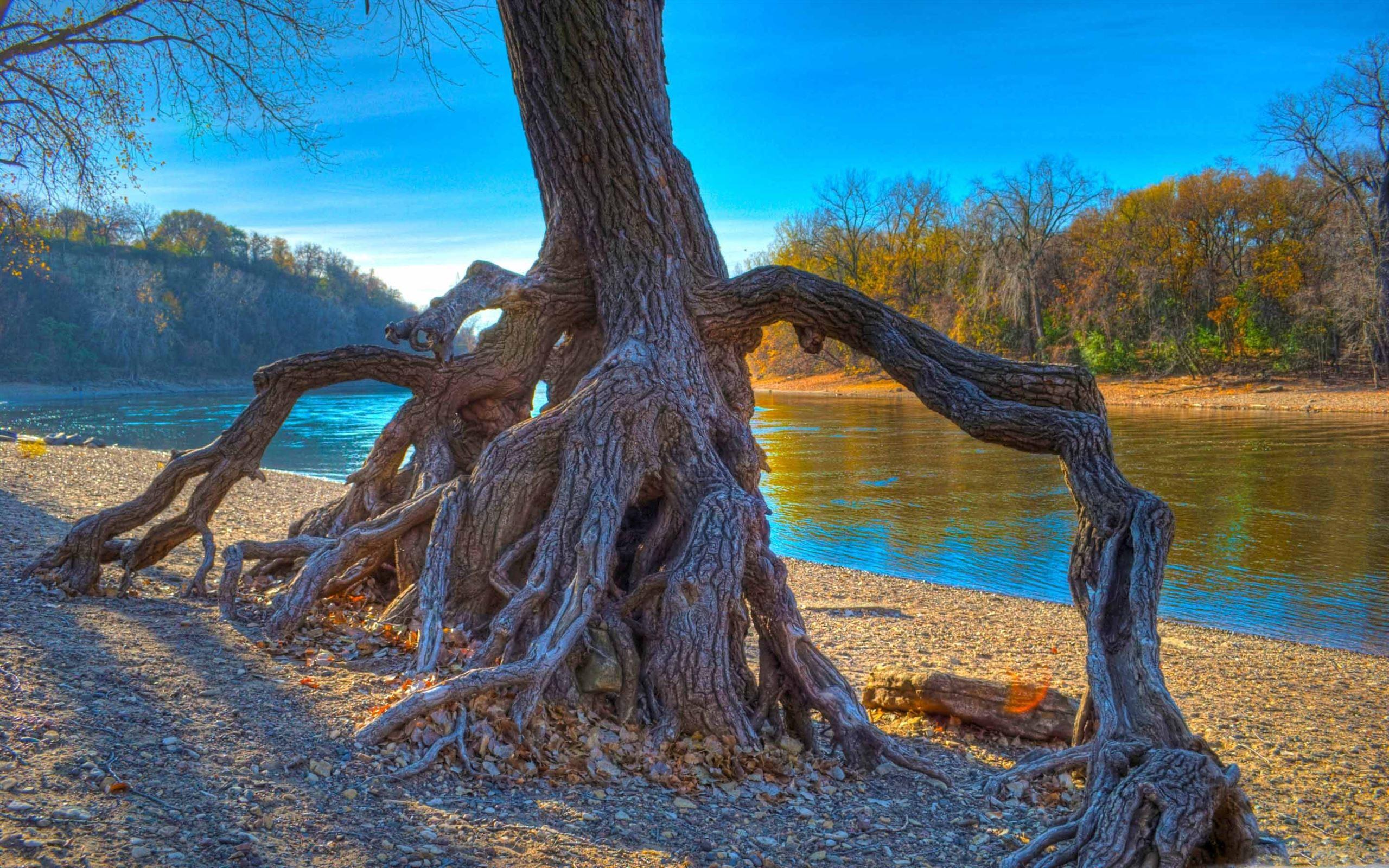 2560x1600 Rooted Mississippi River MacBook Air .