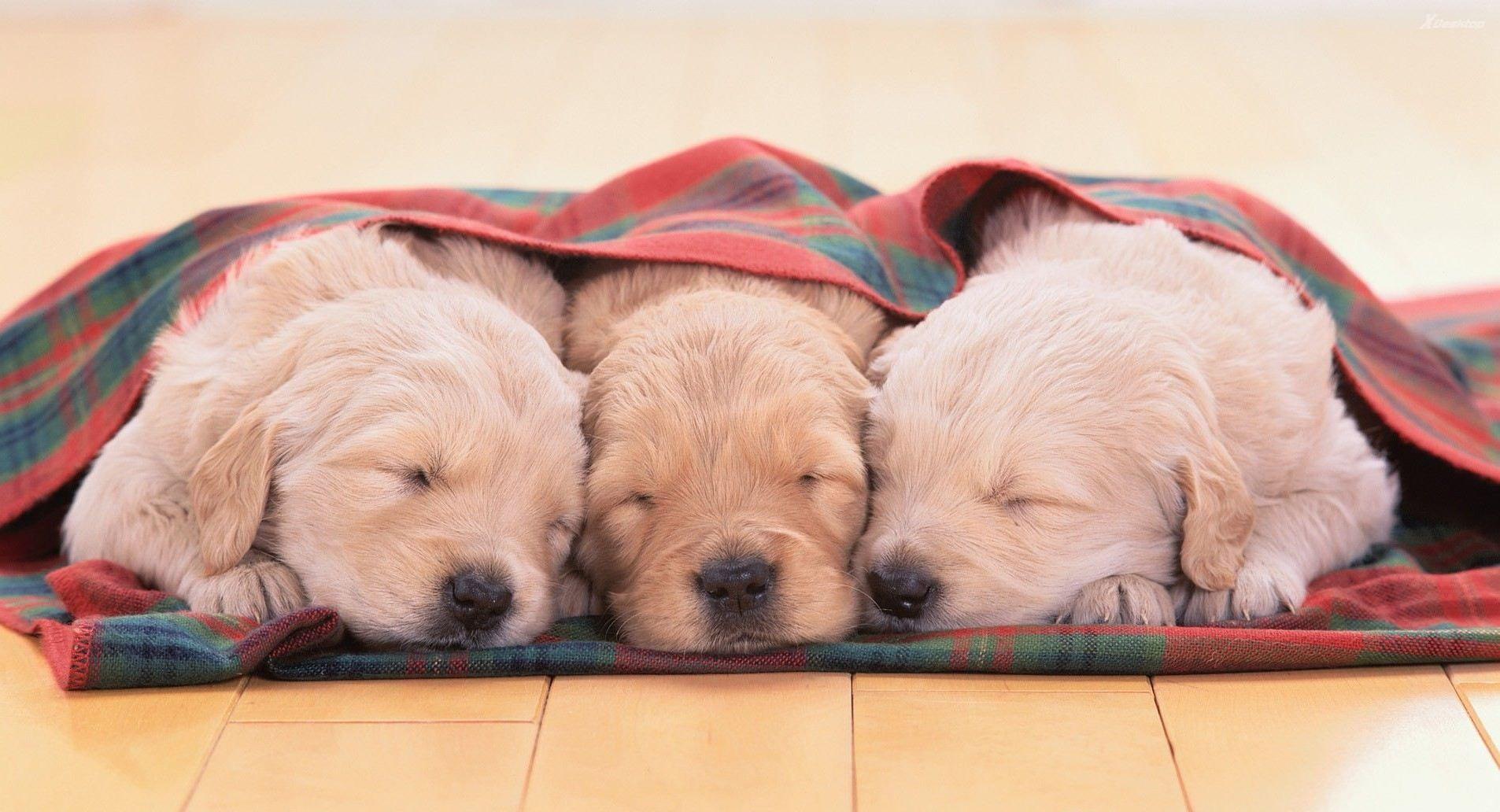 Puppy Sleeping Wallpapers Top Free Puppy Sleeping Backgrounds 