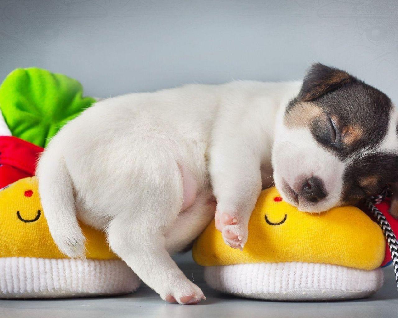 Puppy Sleeping Wallpapers - Top Free Puppy Sleeping Backgrounds ...