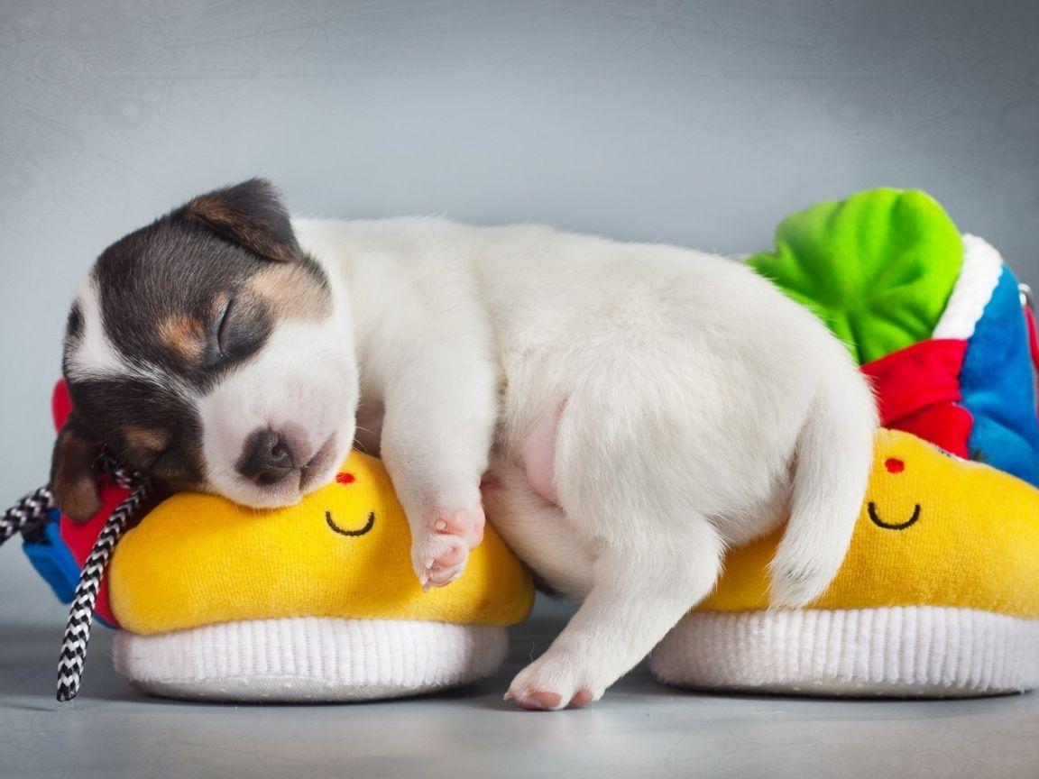 1152x864 Cute Puppy Sleeping HD Wallpaper .