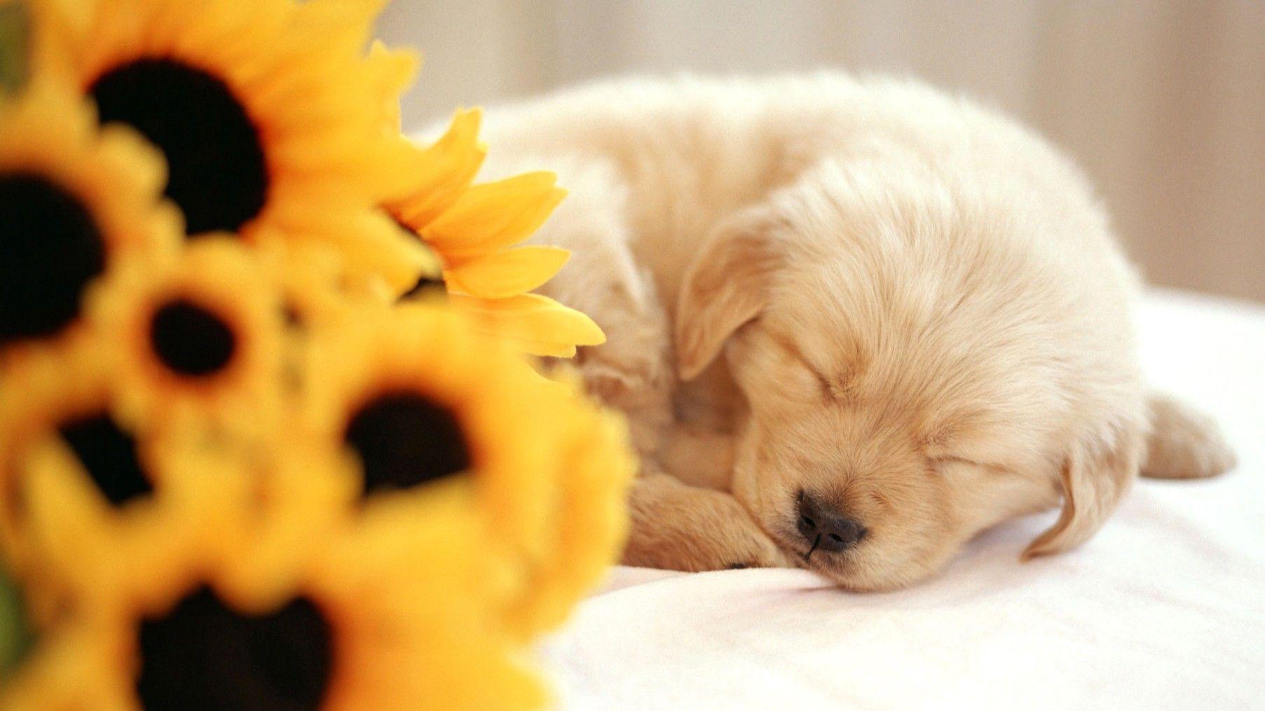 1805x1015 Sleeping, Puppy, HD Dog Photo, Puppies .