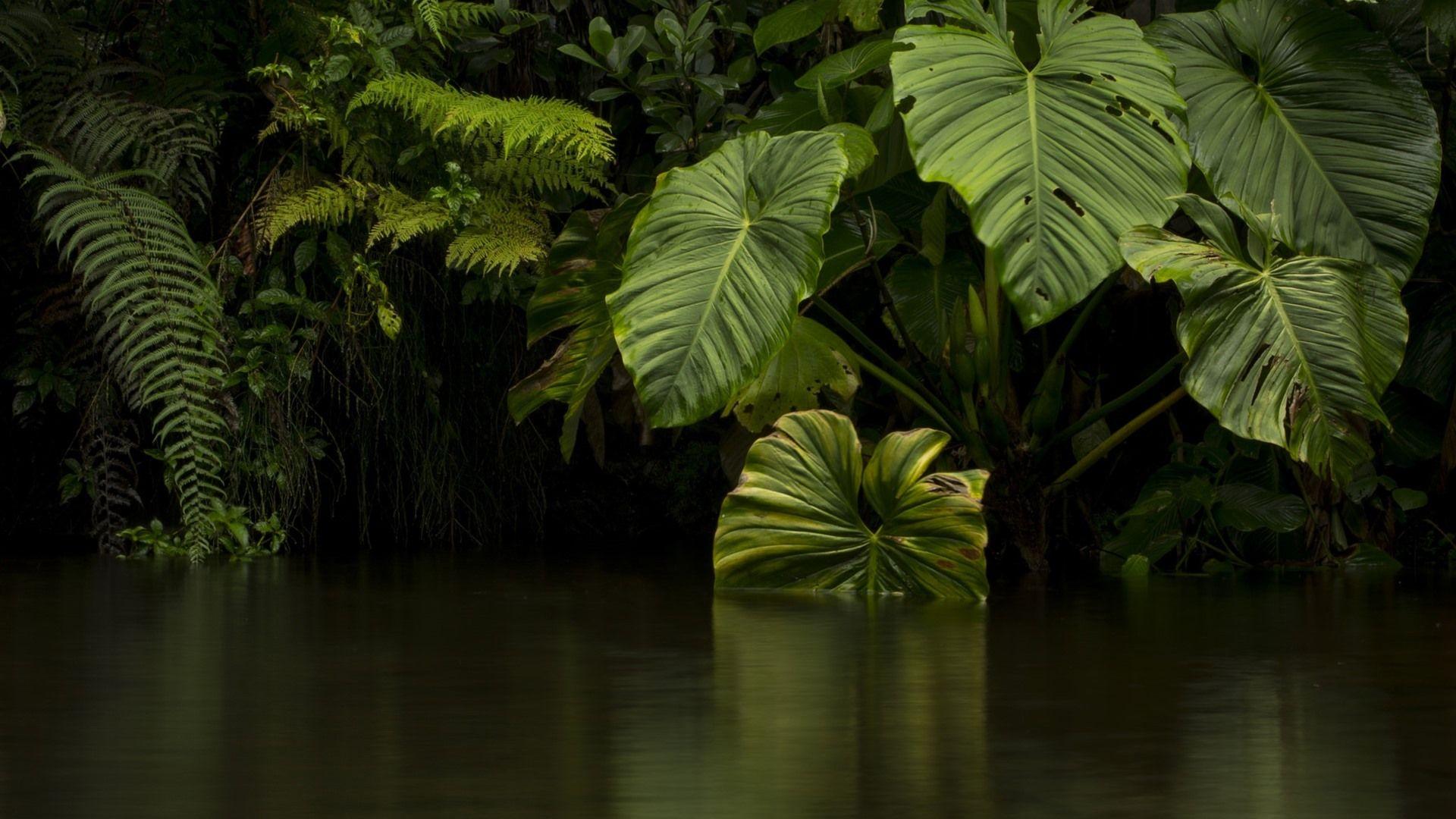 1920x1080 Wallpaper Jungle, Green Leaves, River .best