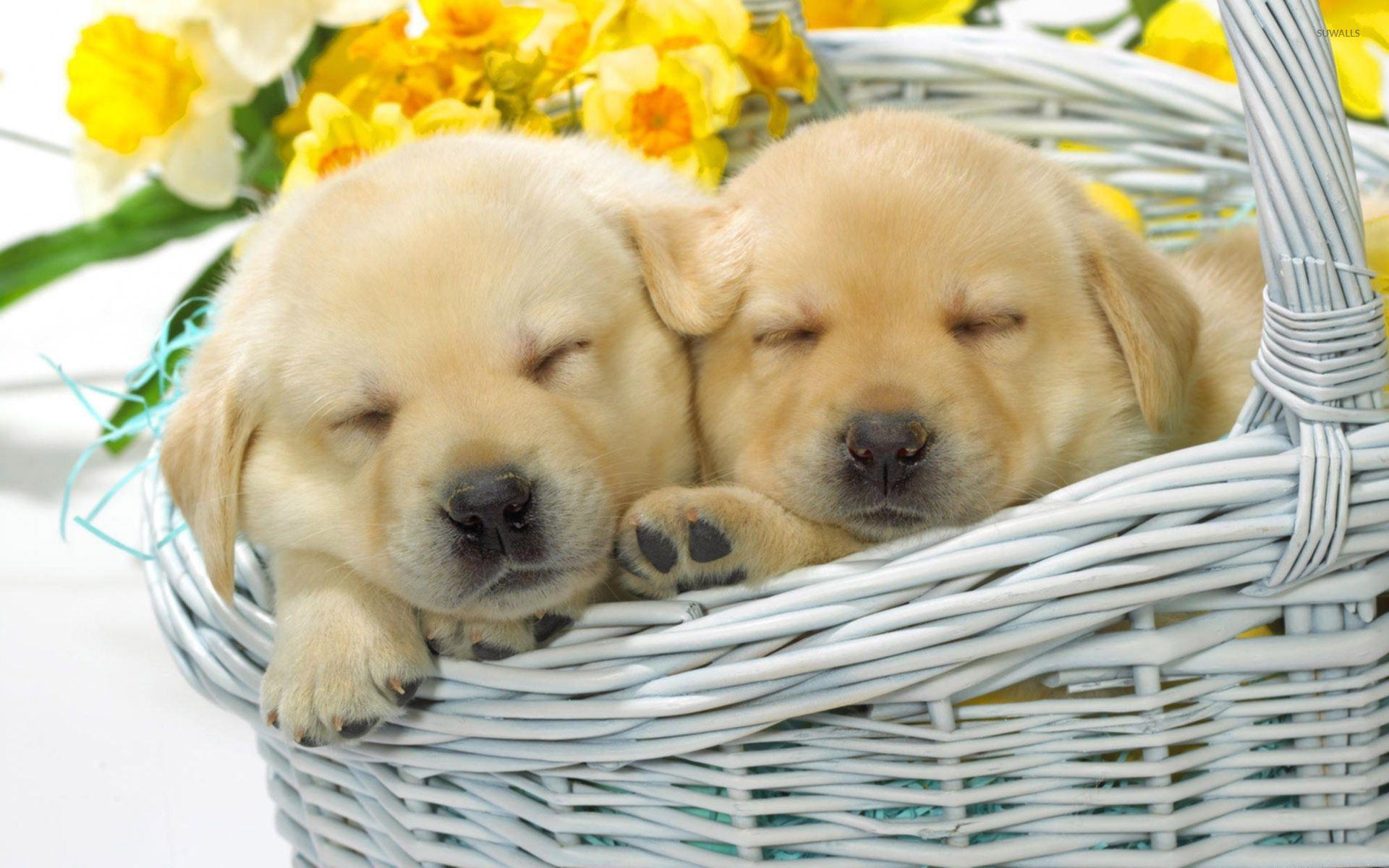 1920x1200 Cute Sleeping Puppy Wallpaper .