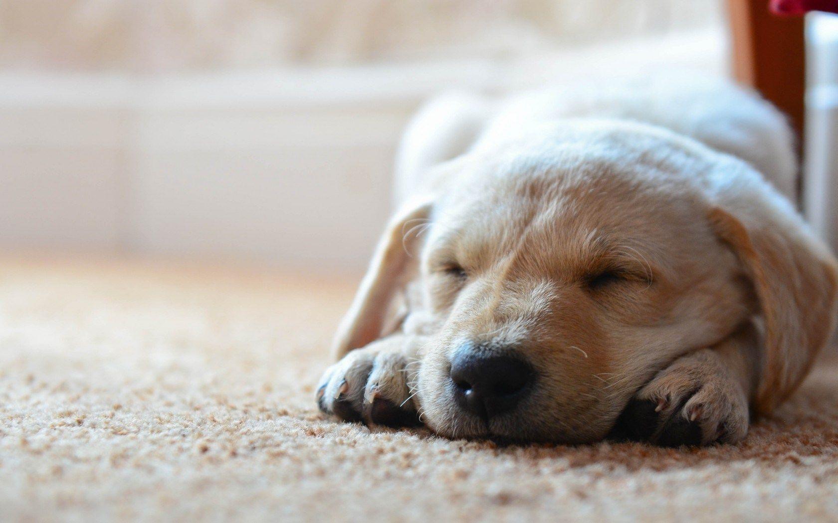 1680x1050 Dog Sleeping -